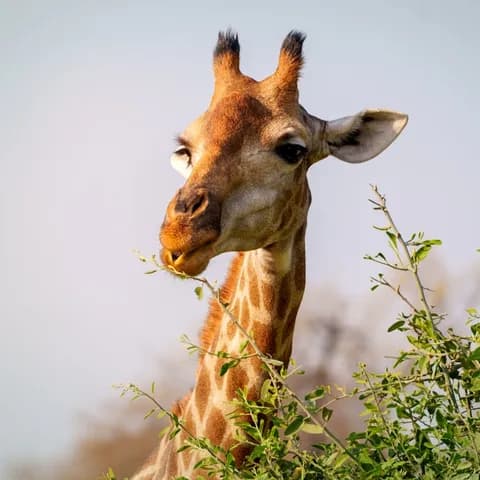 Giraffe in the wild