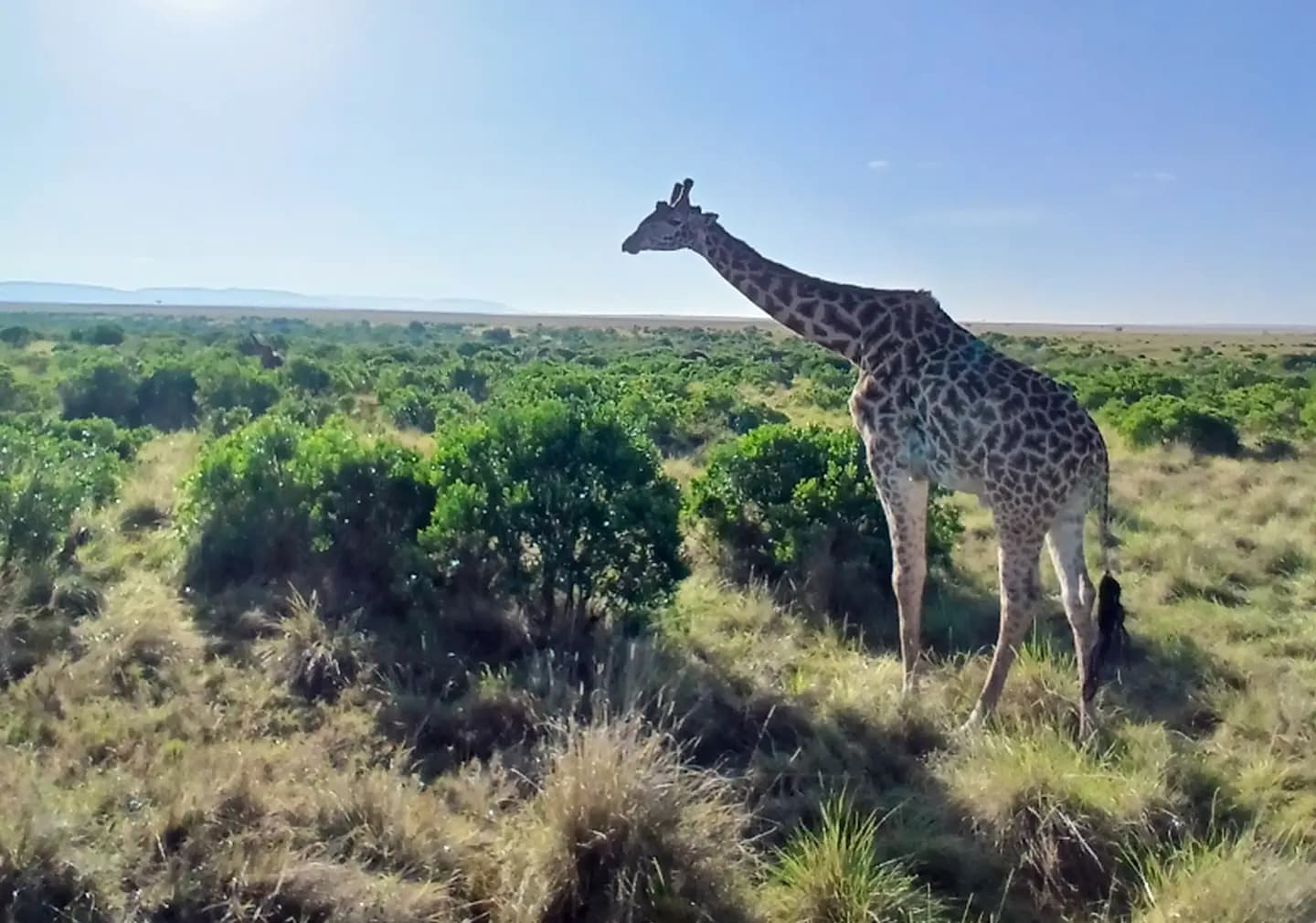 Safari guides background