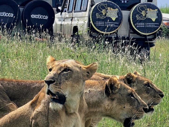 About Sunley Safaris