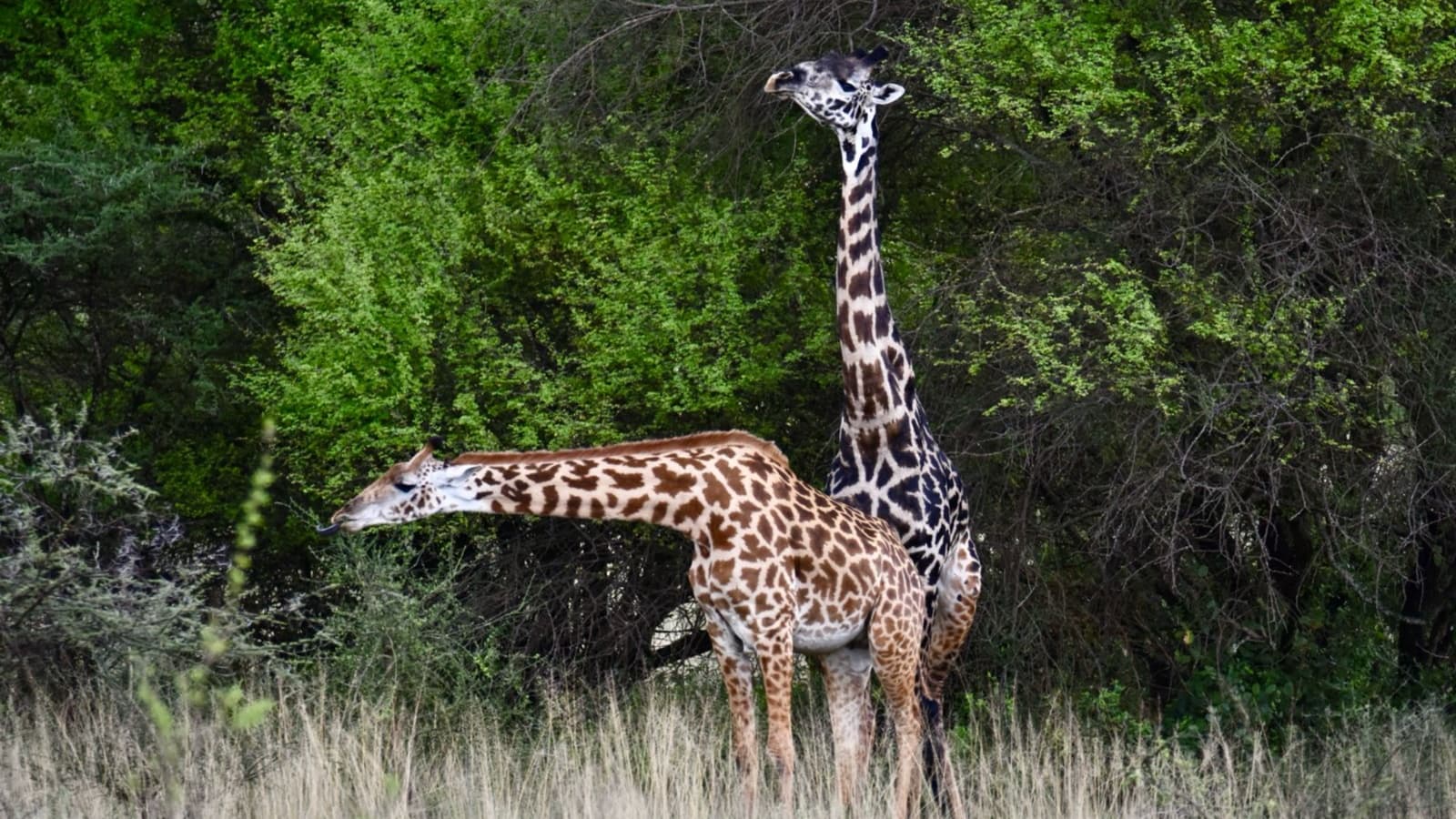 Sunley Safaris