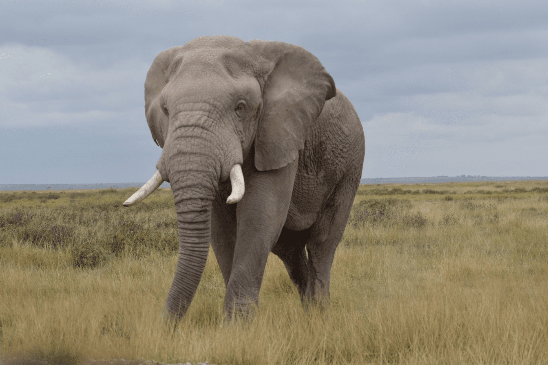 Elephants and a cheetah – by Bernard Mwaura