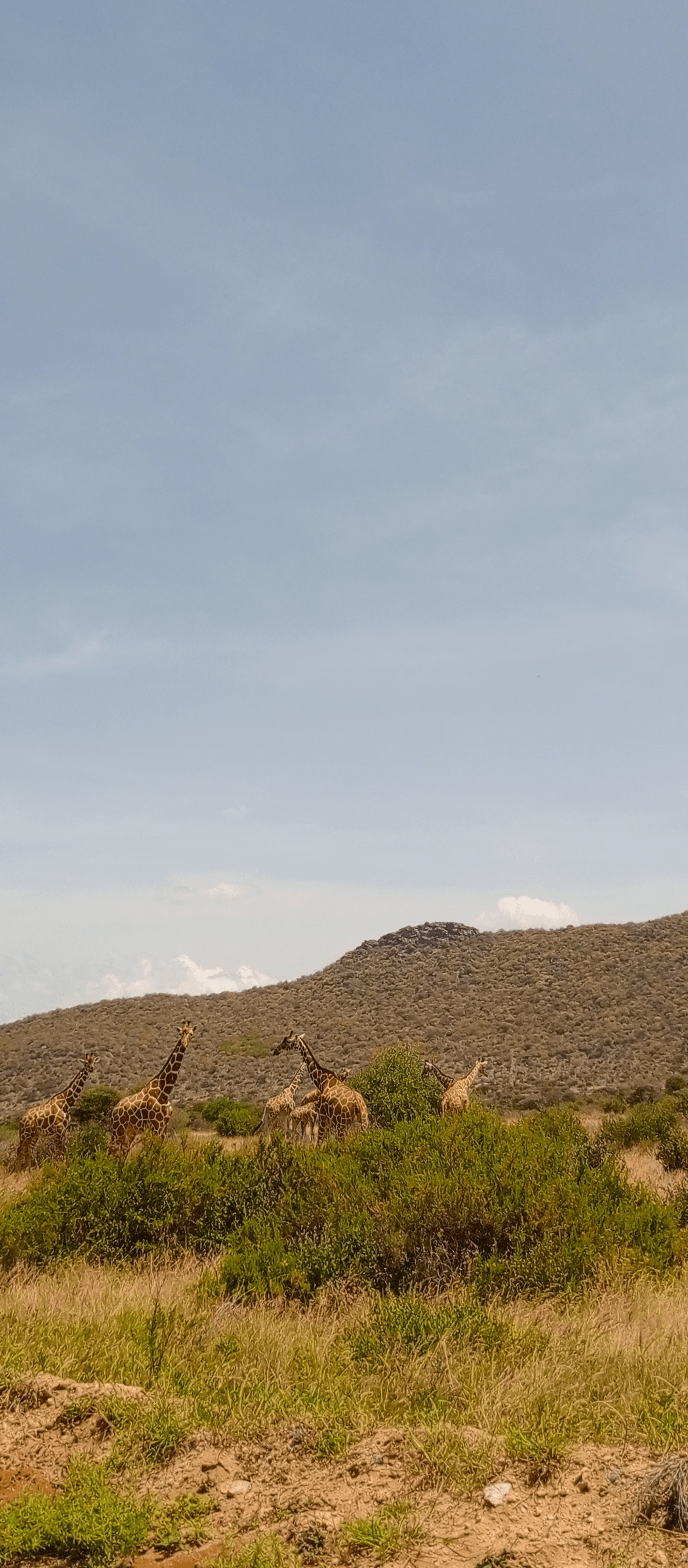 Reticulated giraffes – by Bernard Mwaura