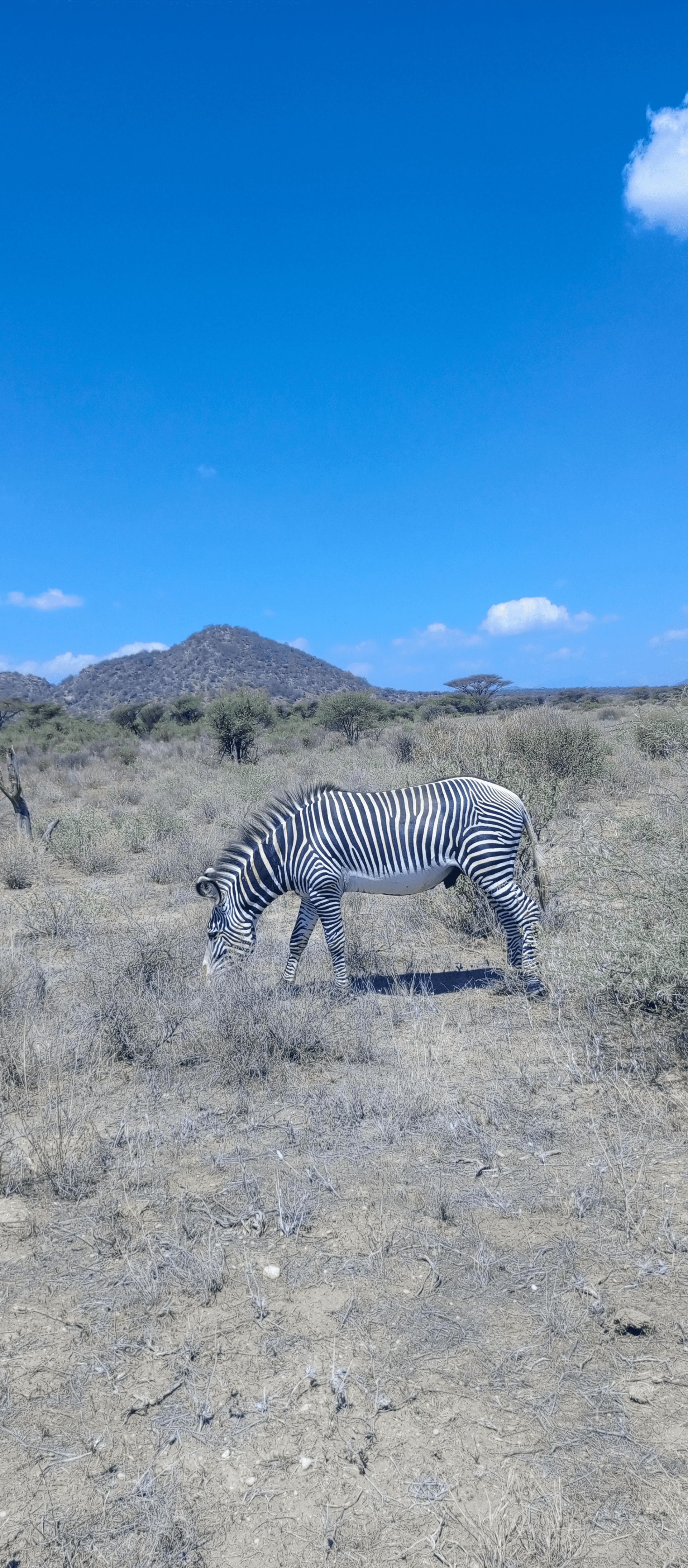 Grevys zebra, one of the special five of Samburu – by Bernard Mwaura