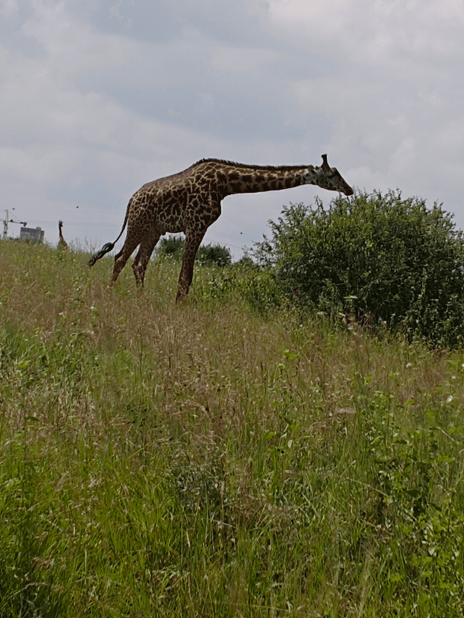 The Masai giraffe 🦒 – by David Kivai