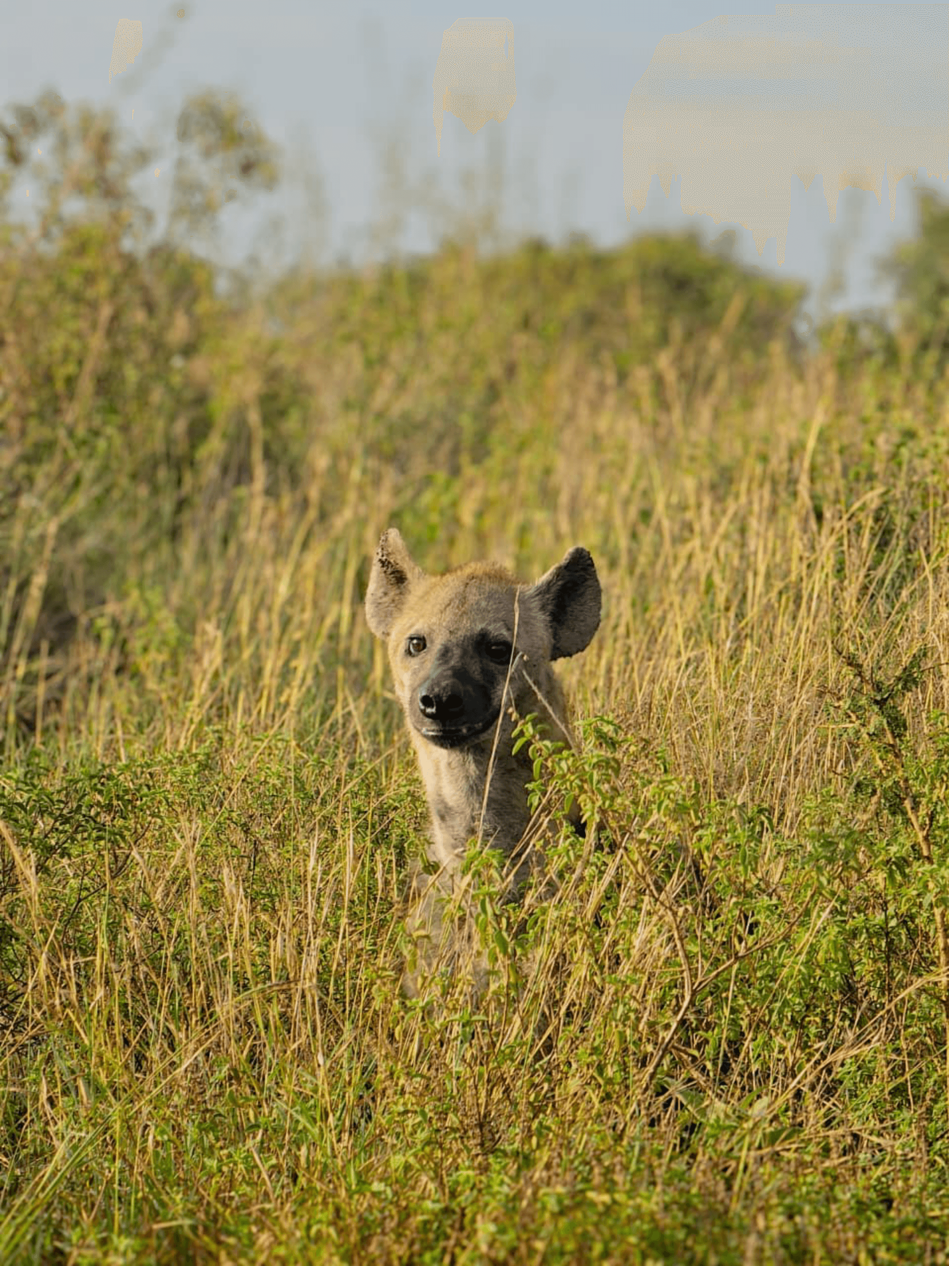 Most people think the Hyenas are the bad guys, but no, they play a very big role in the ecosystem. By eating the leftovers of the carcasses, the help to control and even prevent zoonotic diseases from spreading. #Nairobiregion – by Muriki Herms