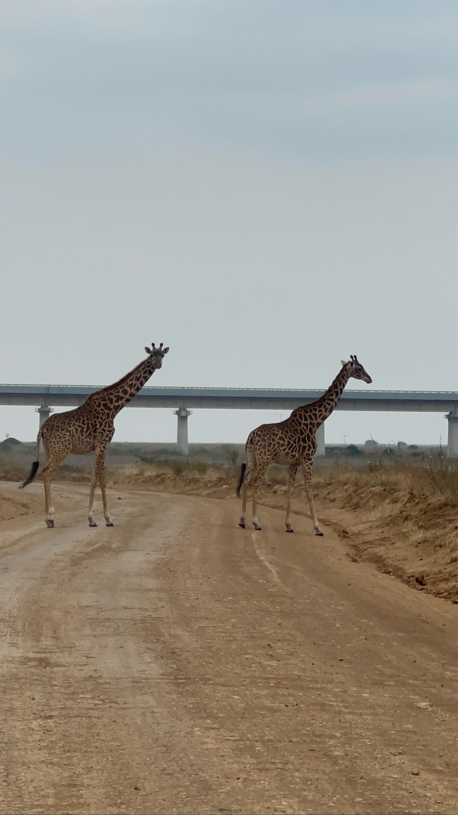The Masai giraffe #nairobi region – by Muriki Herms