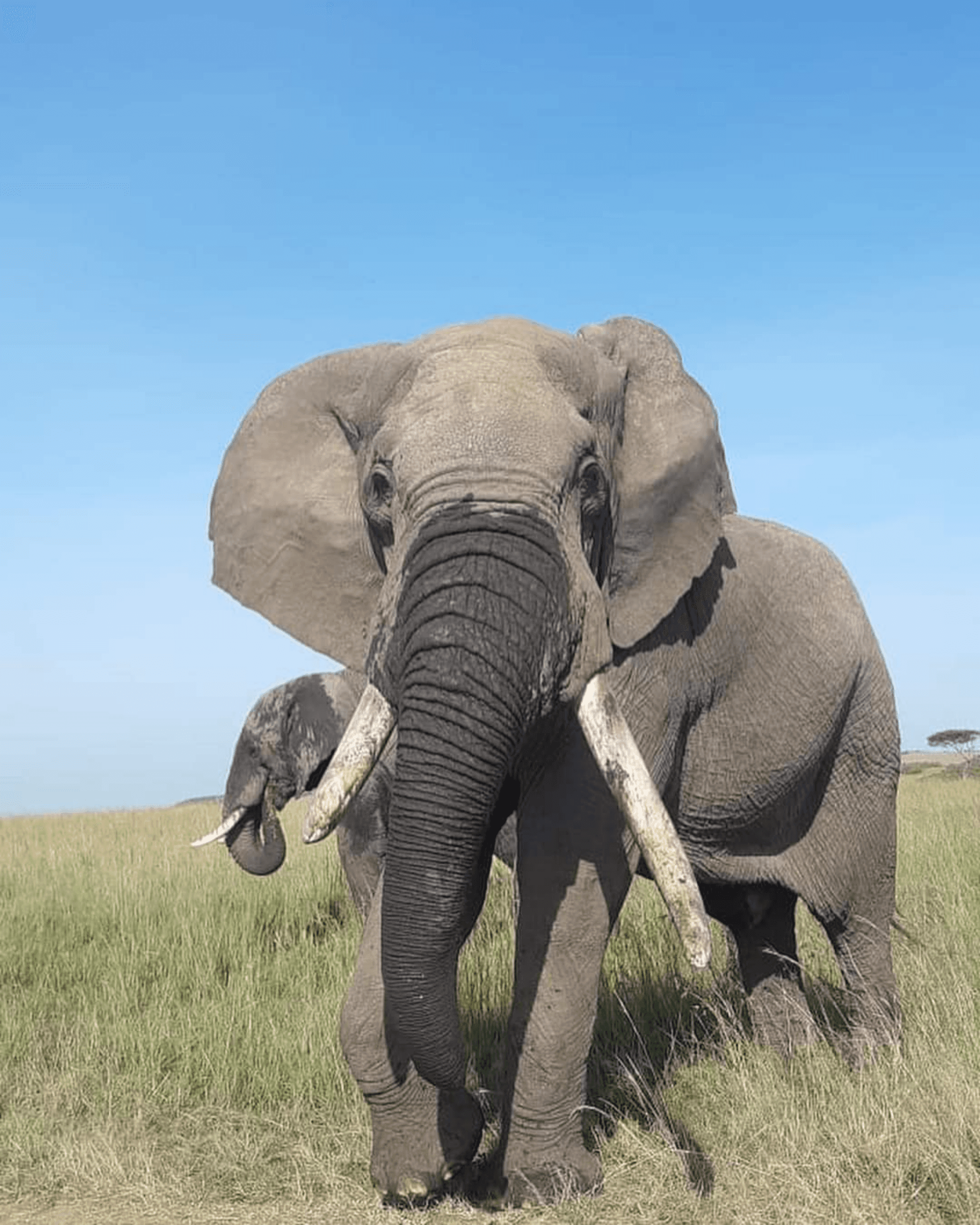 Gentle giant in paradise – by Lenanabushmaster Nkoitoi