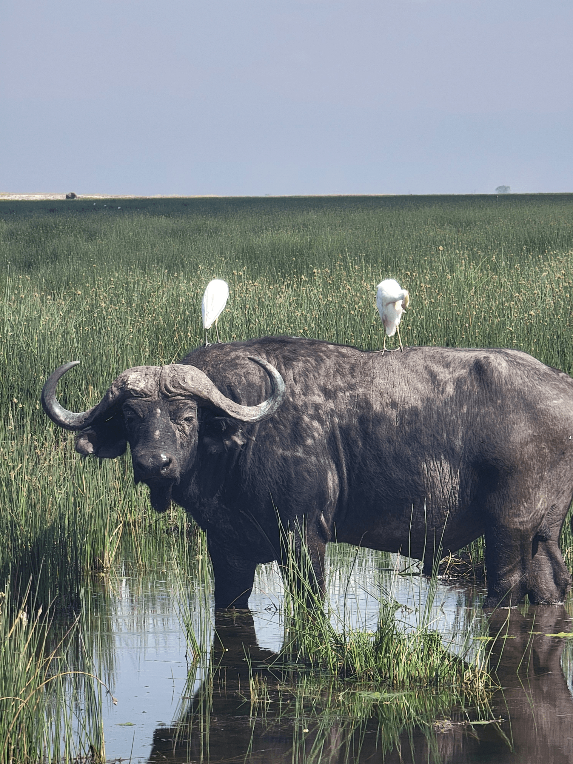 On a six days safari Amboseli,Tsavo west and Tsavo East we finish the safari at Diani
and this is some of the great moments from day 1 and 2. – by Benard Jillo