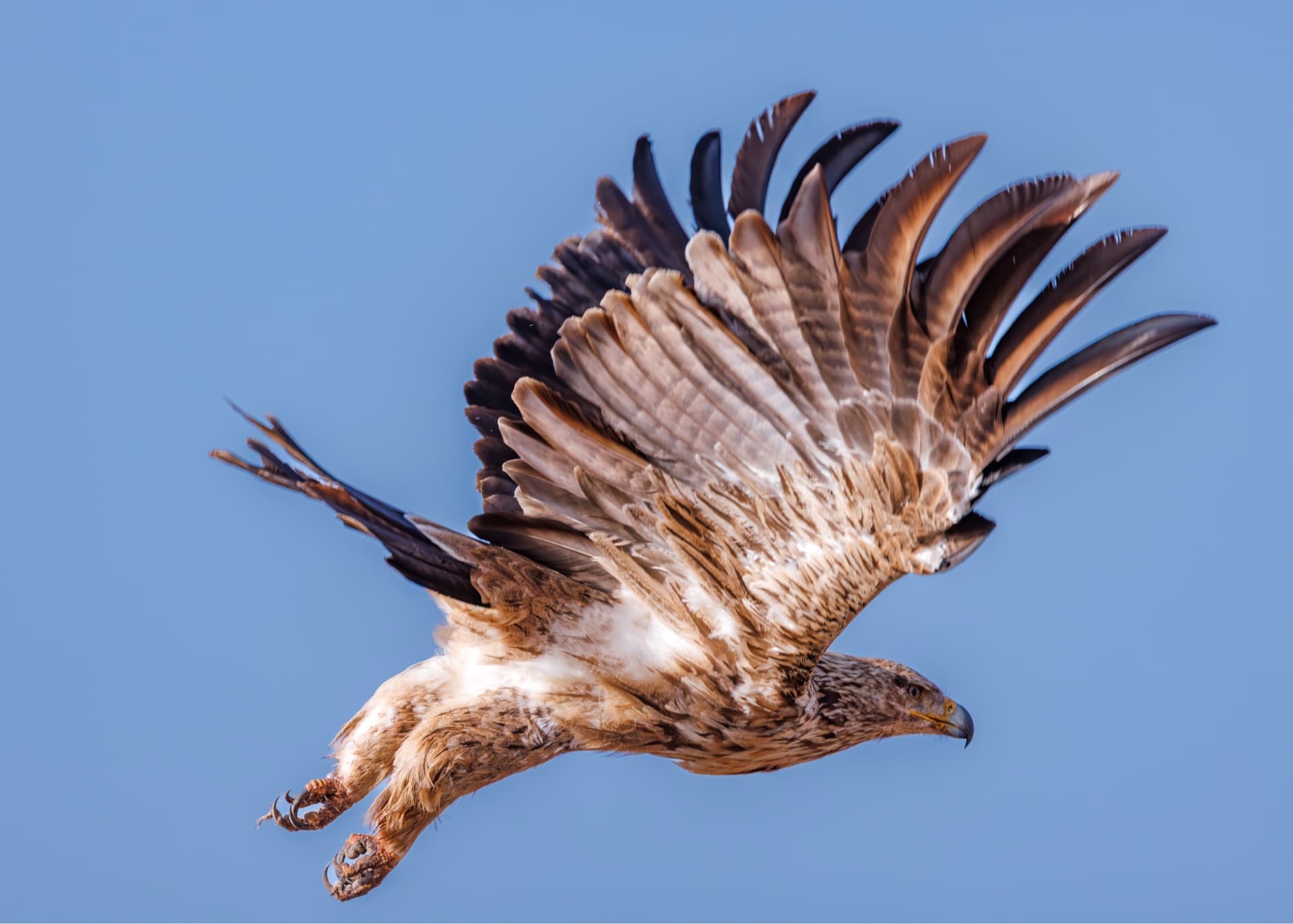 A Tawny Eagle in flight. – by Rio The - Photographer