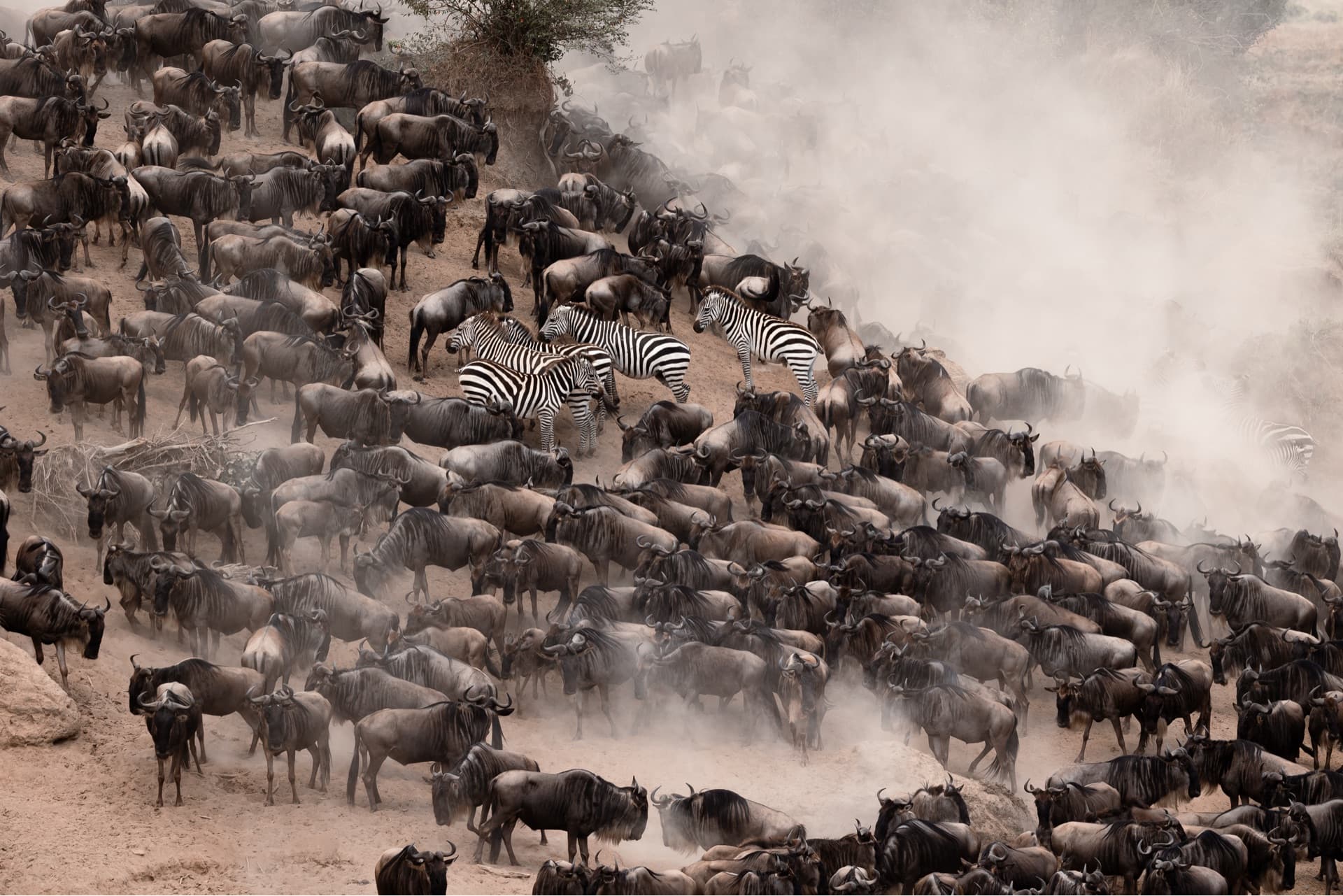 Caught in between the great migration. – by Rio The - Photographer