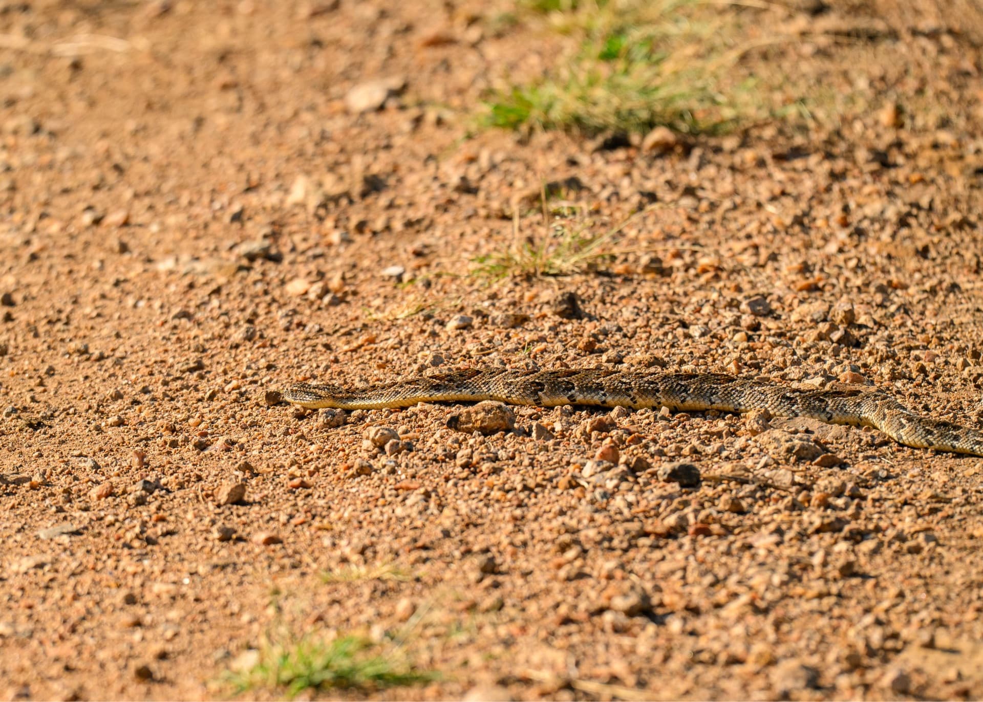 The puff adder (Bitis arietans) is a snake that gives live birth. It has a cytotoxic venom that affects the tissues. – by Rio The - Photographer