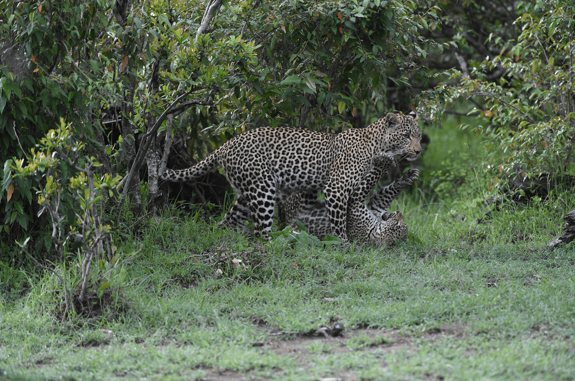#Panthera pardus – by Milton Lazeki