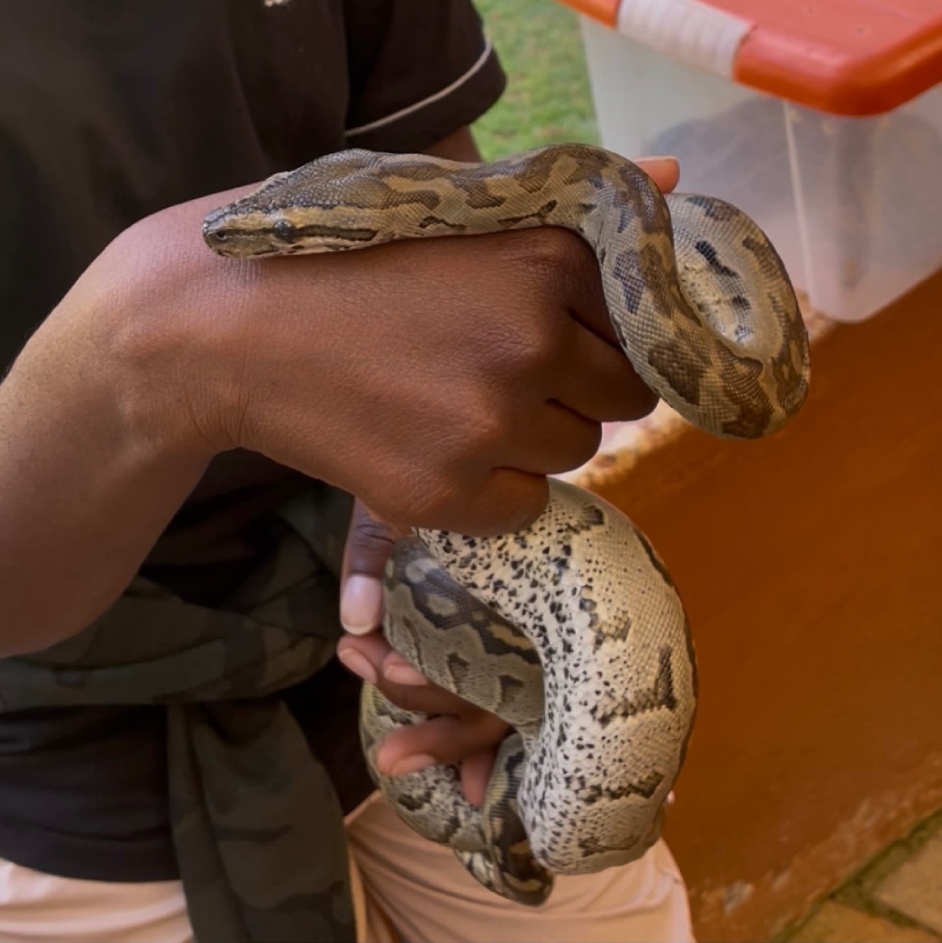 African rock python (python sebae) – by Fridah Nyambura