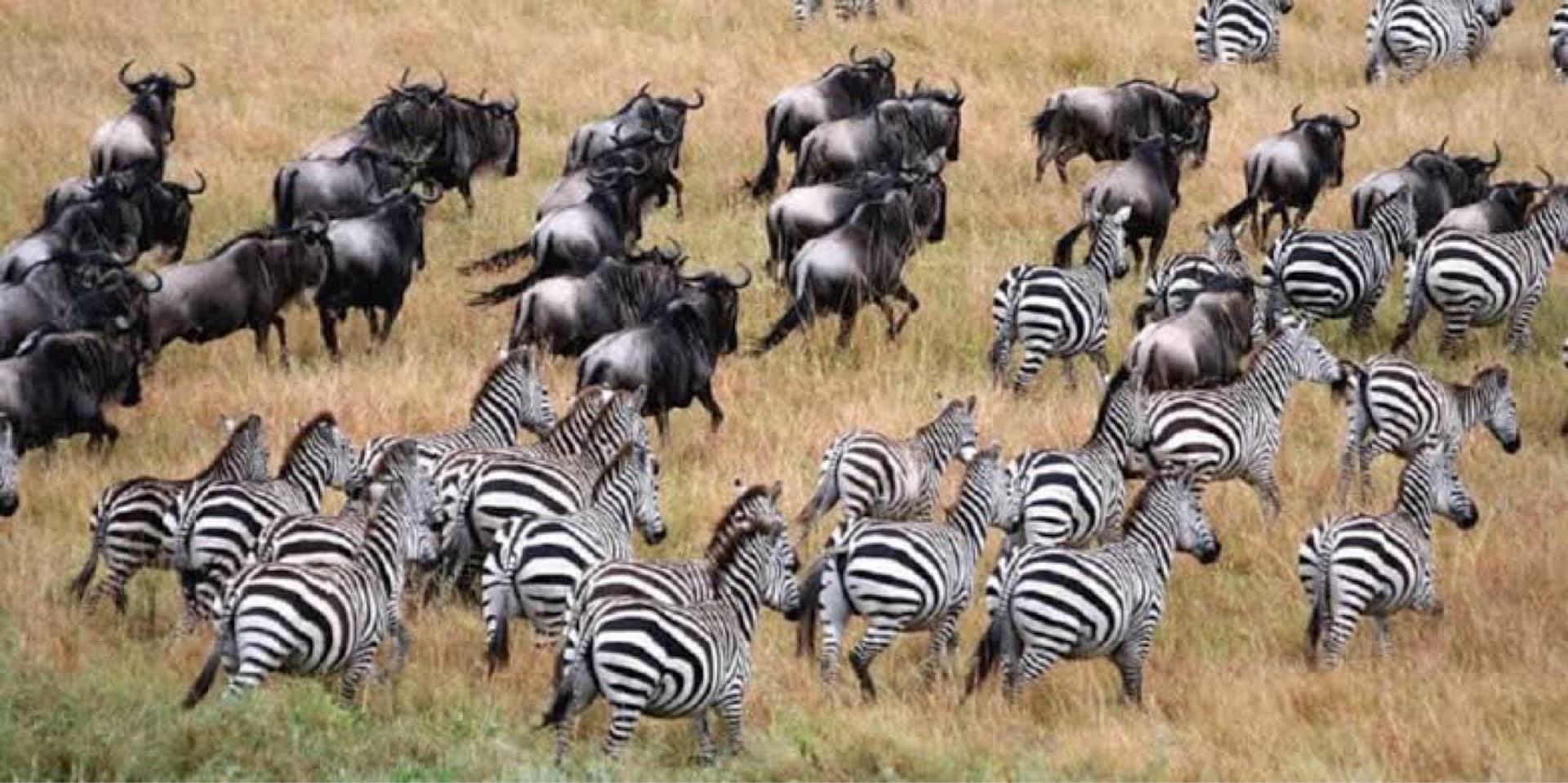 Jp Safaris's story on Join Africa