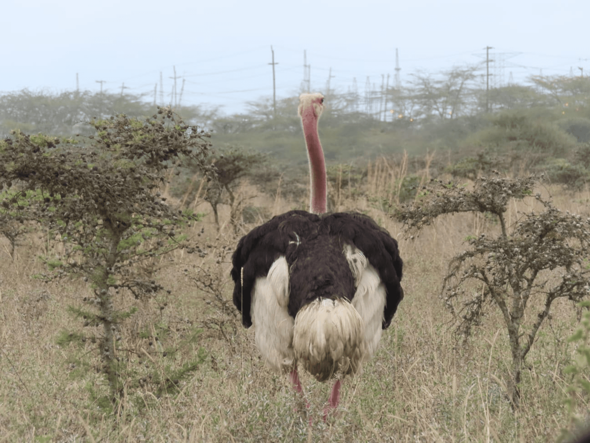 Maasai Ostrich - Graceful strides of the savannah. – by Shem Nyamai