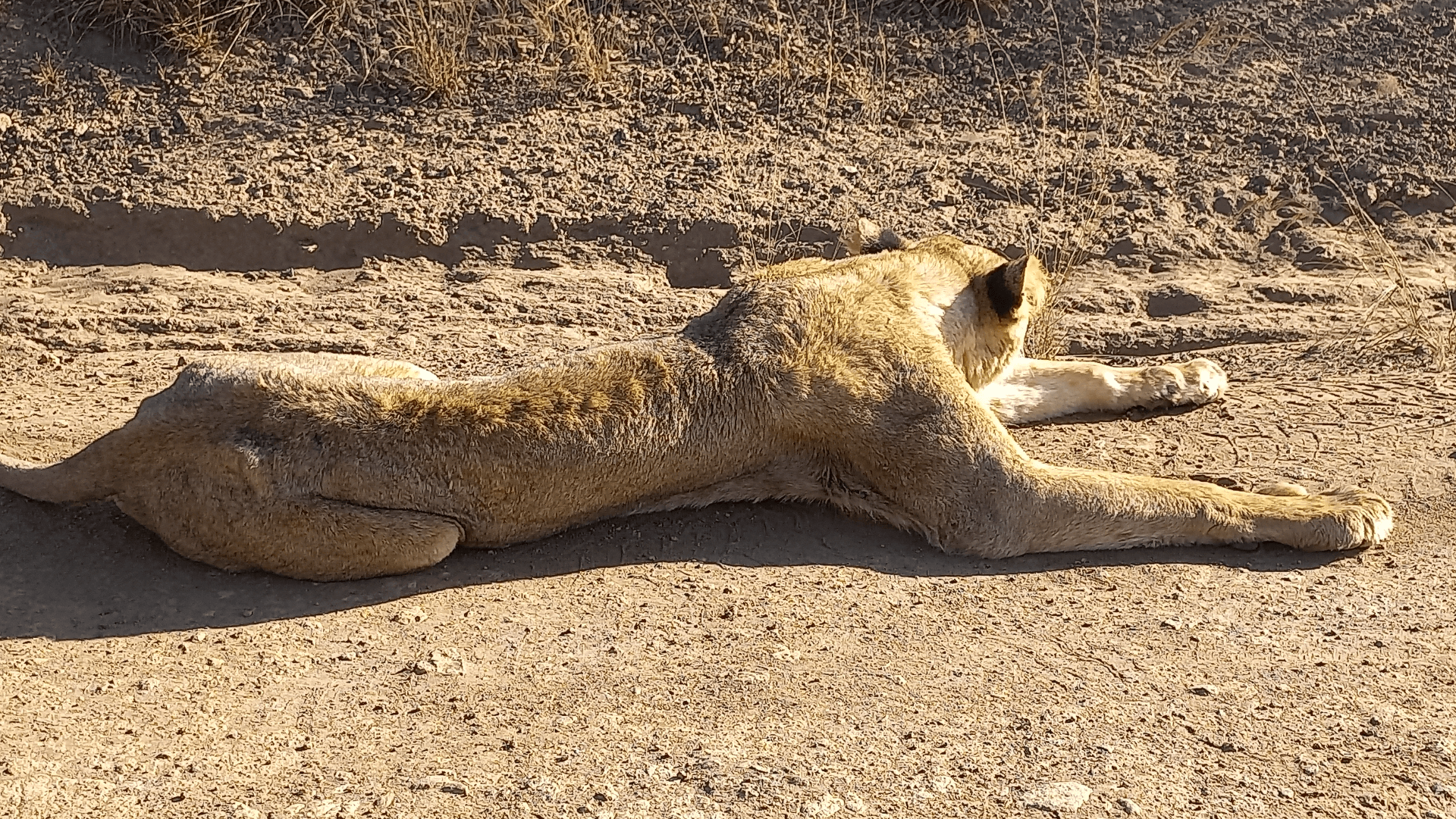 This lion was spotted resting in the pathways in the park. – by Shem Nyamai