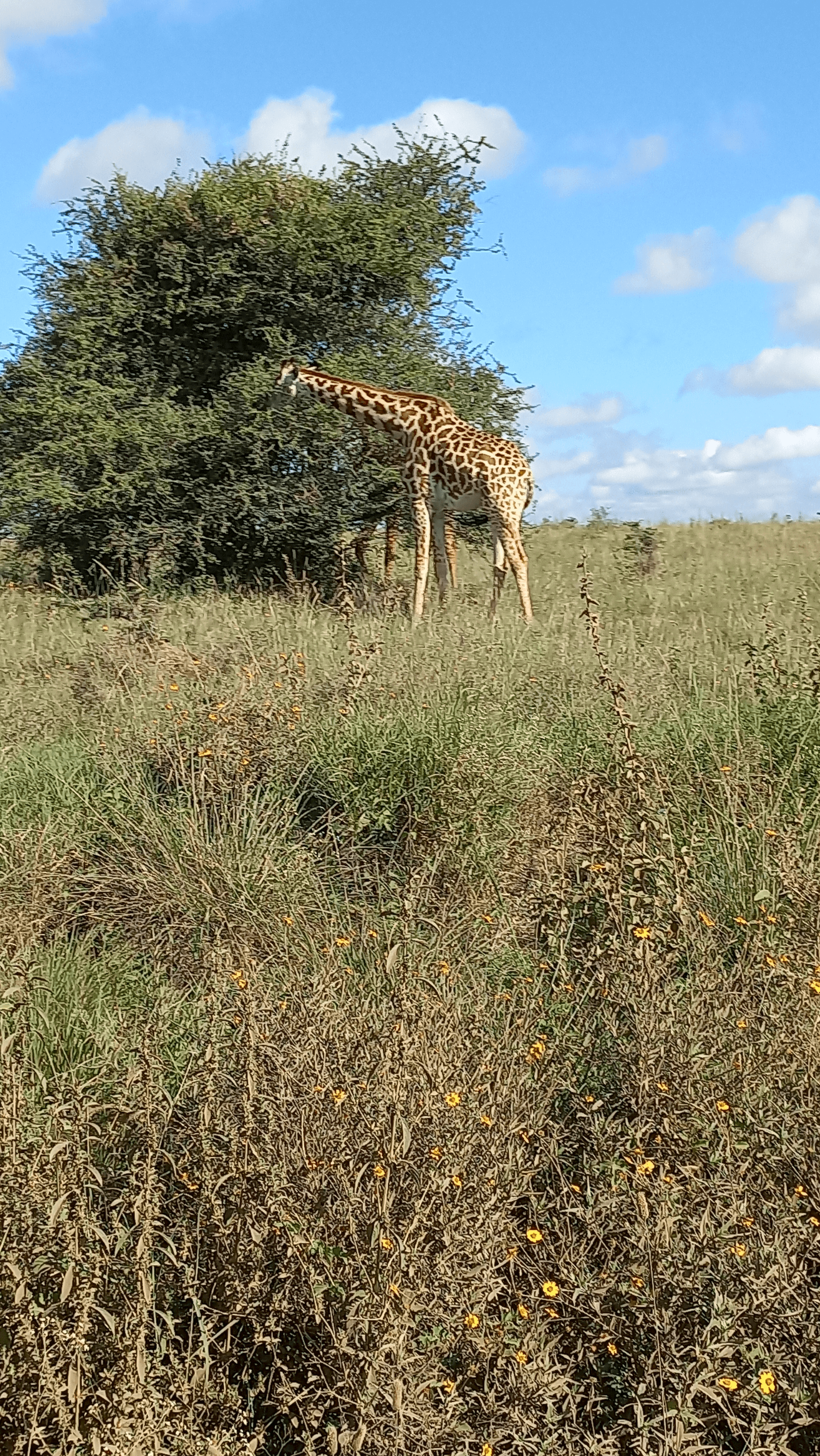 A maasai Giraffe feeding. – by Shem Nyamai