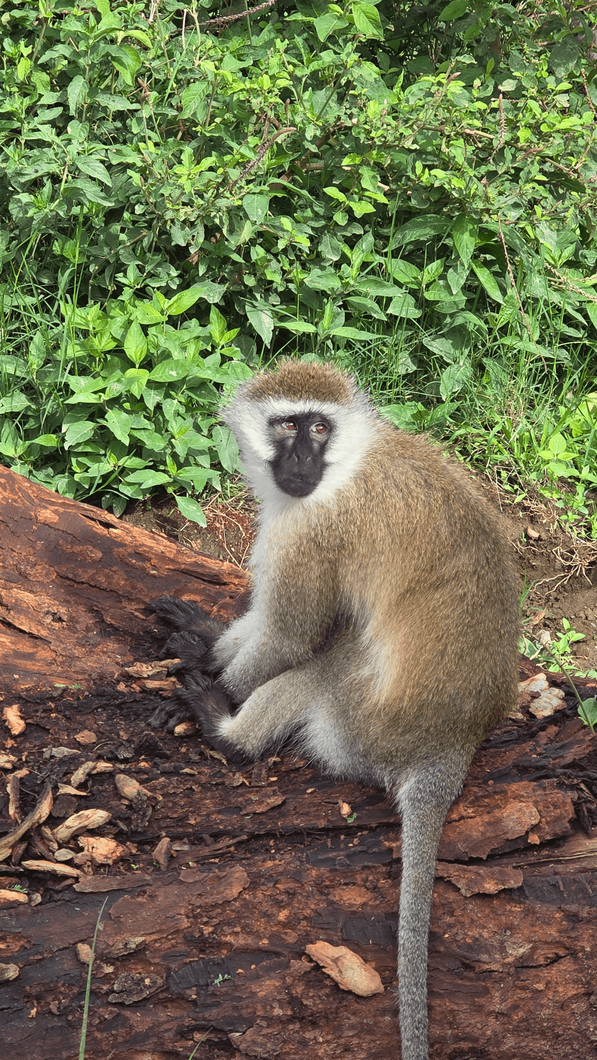 Varvet monkey – by George kamau