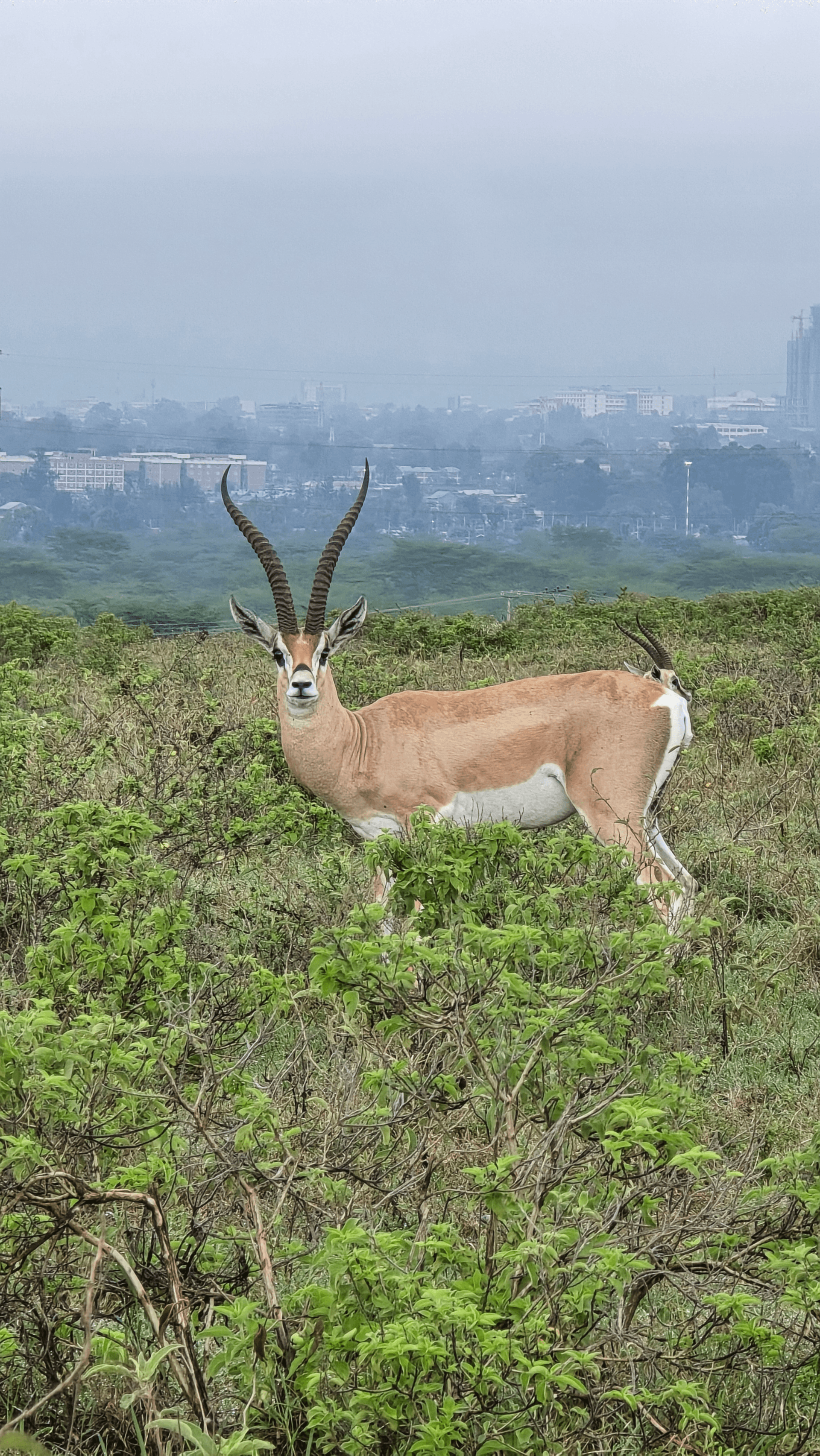 Grants gazelle – by George kamau