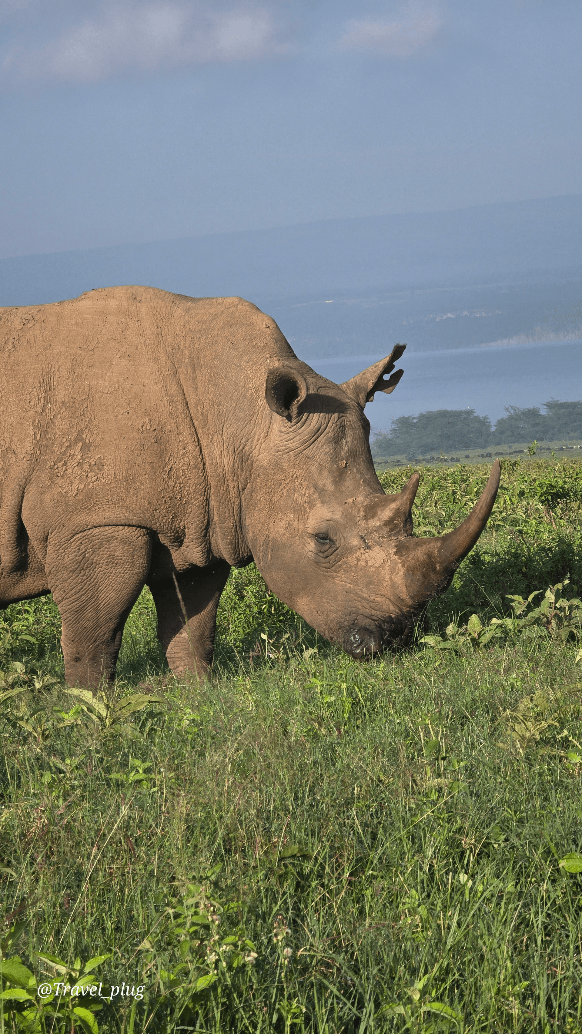 White Rhinocerous – by George kamau