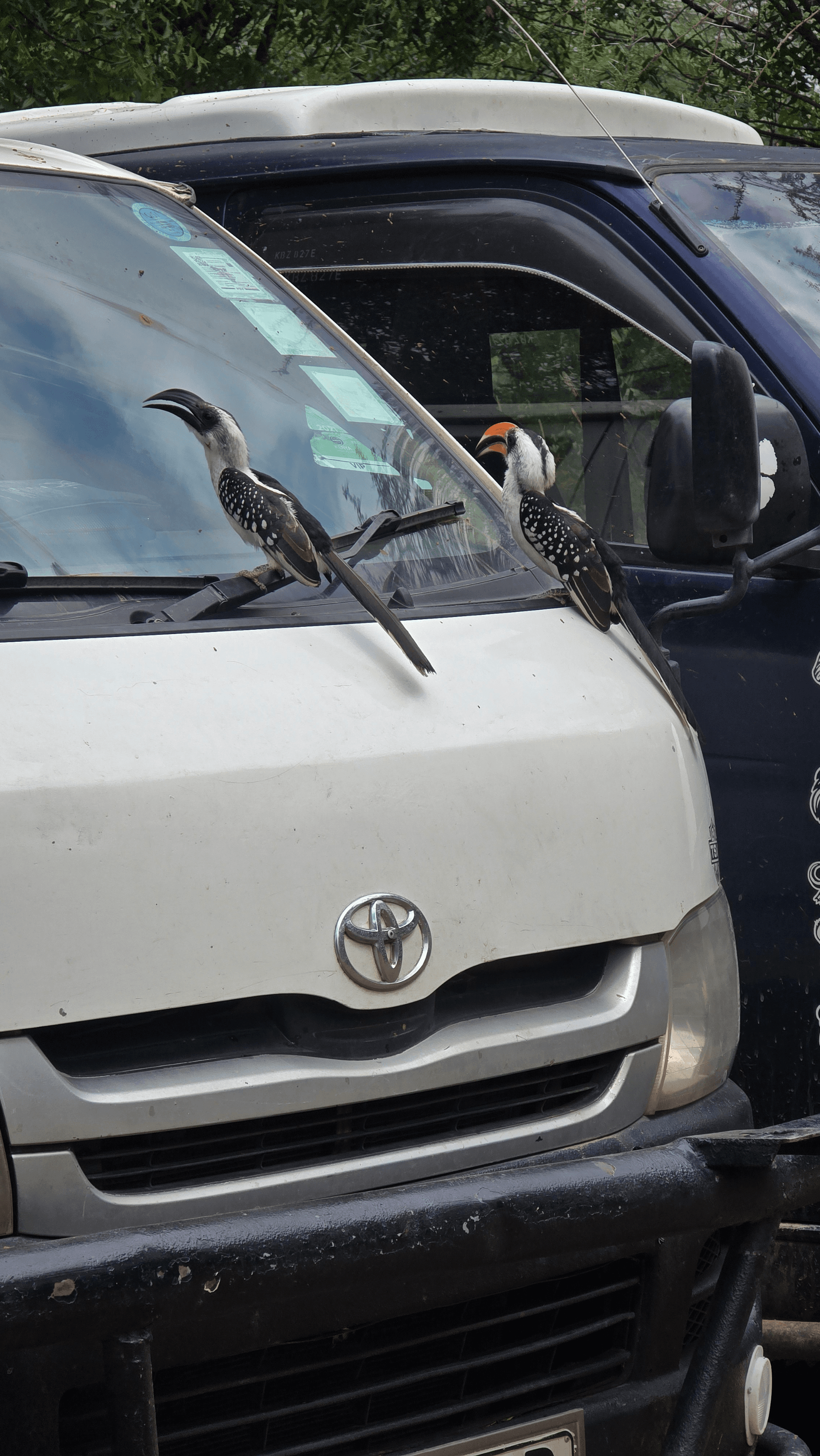 Jackson's hornbill – by George kamau