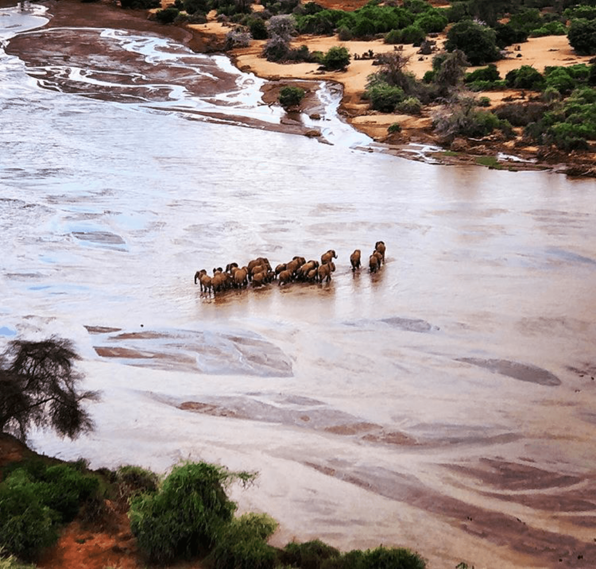 A herd of elephants crossing the Ewaso Nyiro in Samburu. – by Burtean L
