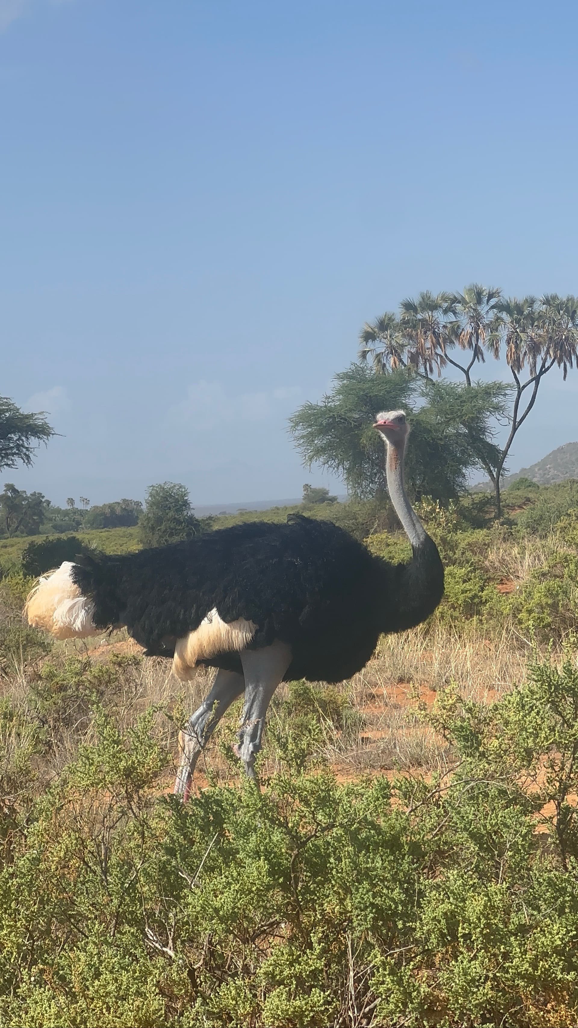 Frank Safaris's story on Join Africa