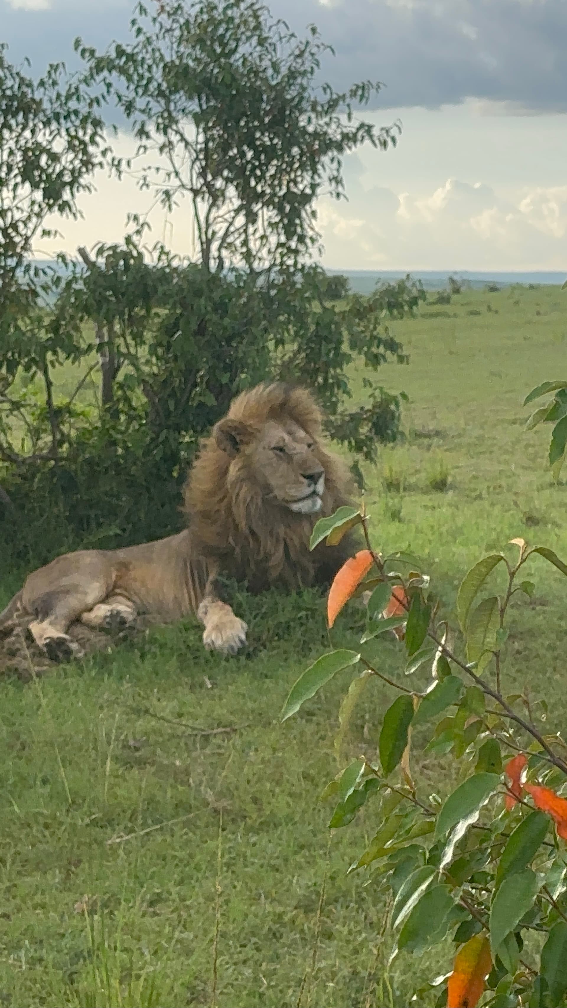 Frank Safaris's story on Join Africa