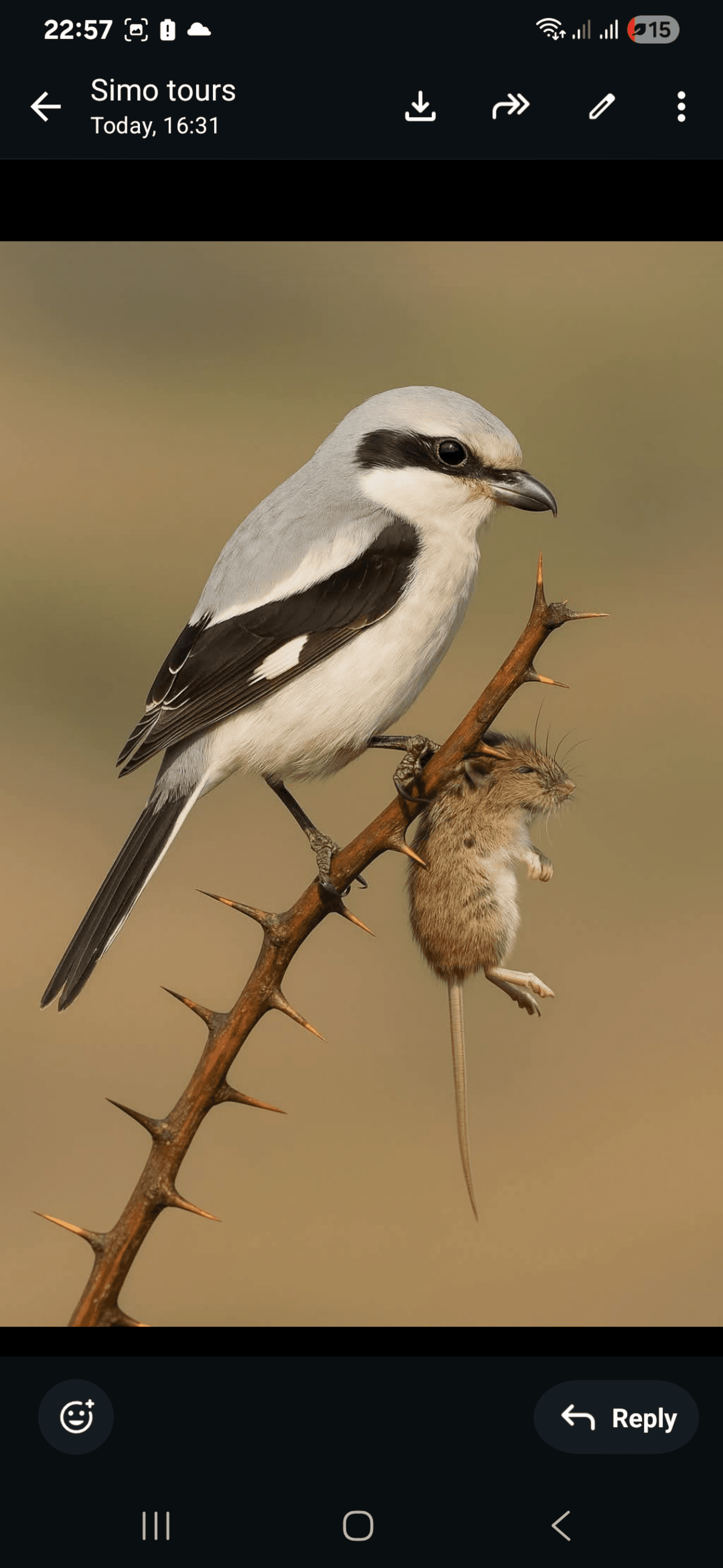 Lesser Grey Shrike..it's most diagnostic feature is a very broad black mask that extends across the forehead,giving it a "zoro -masked" appearance #joinAfrica #BirdsofKenya #NairobiRegion – by Amos Muchiri