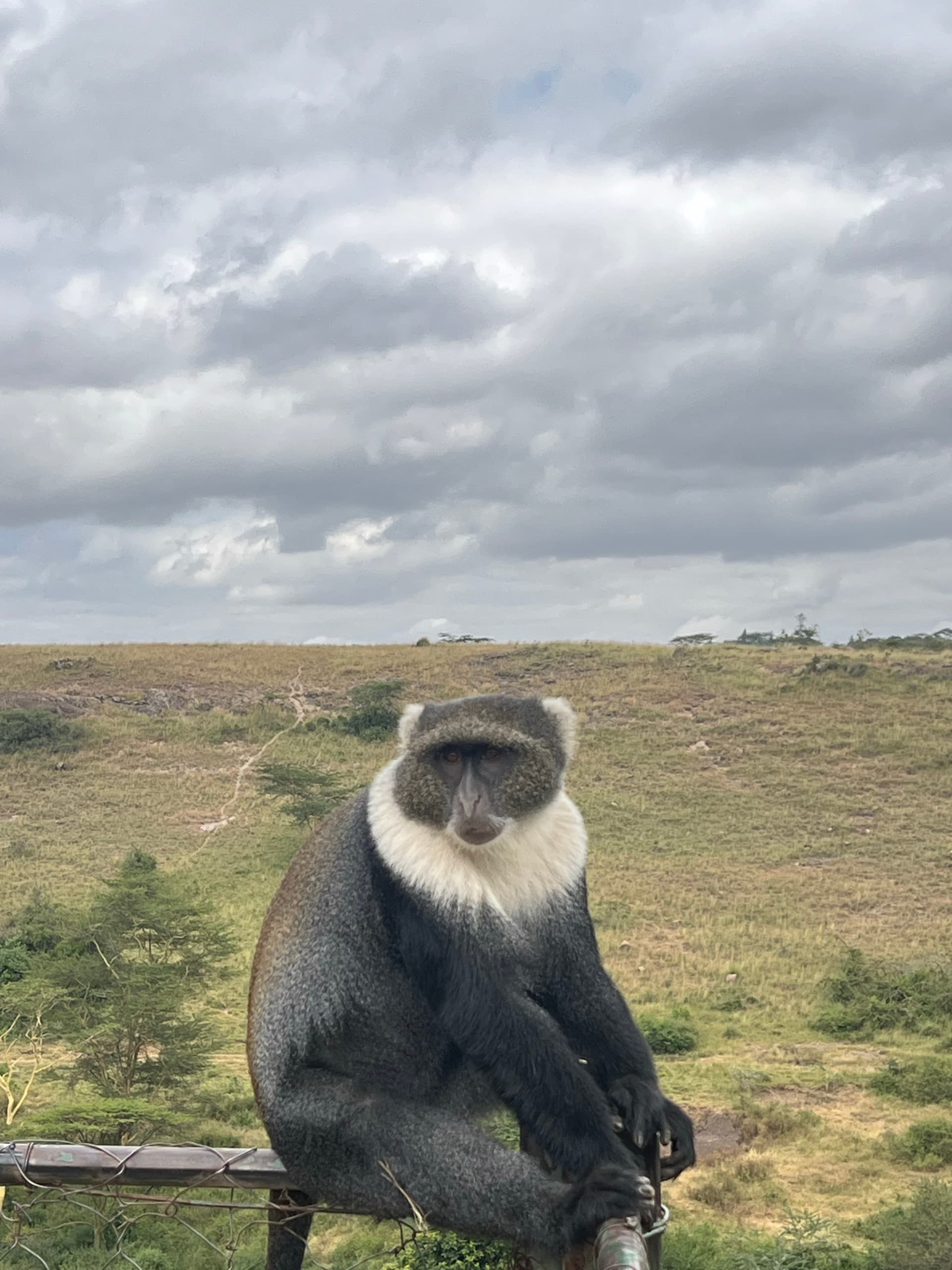 Sykes' monkey 🐒 – by Tipatet L