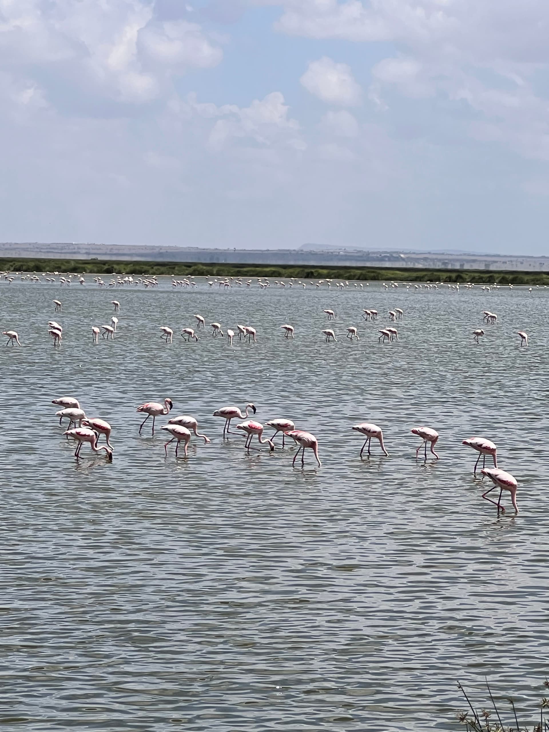 A lake full of flamingos is proof that nature loves colour color 😍color.” – by Tipatet L