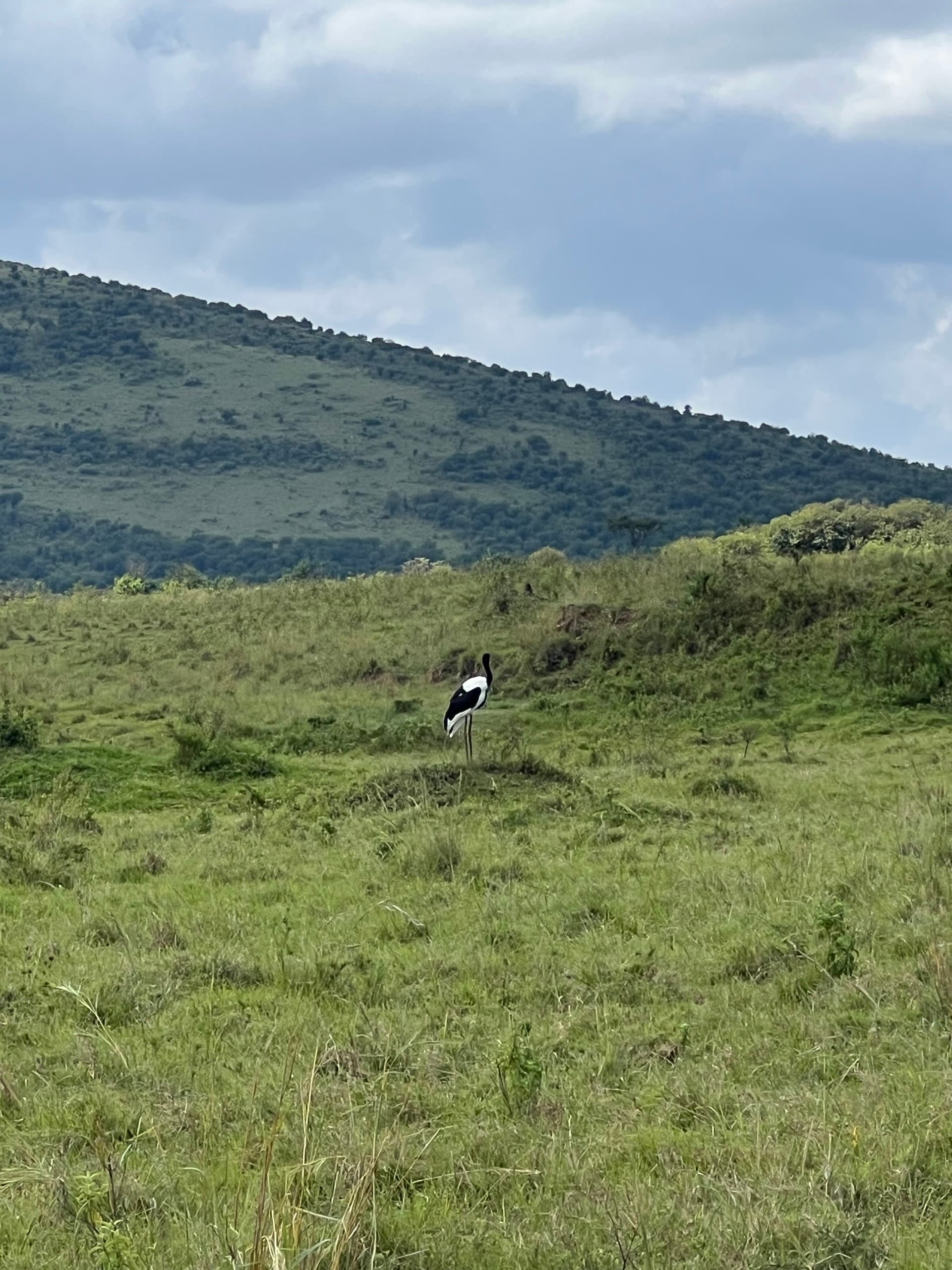 Saddle Billed Stock – by Tipatet L