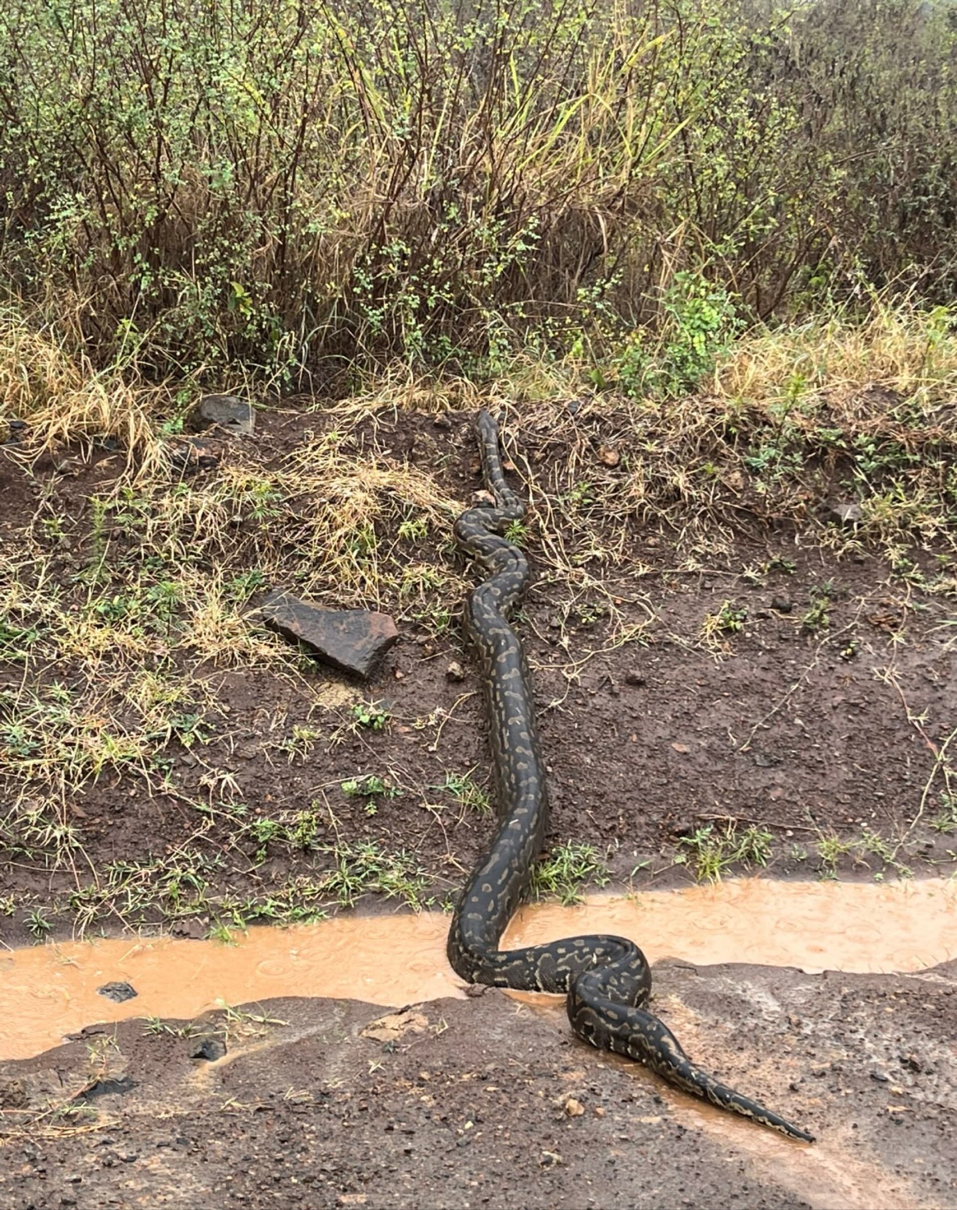 Python 🐍 – by Tipatet L