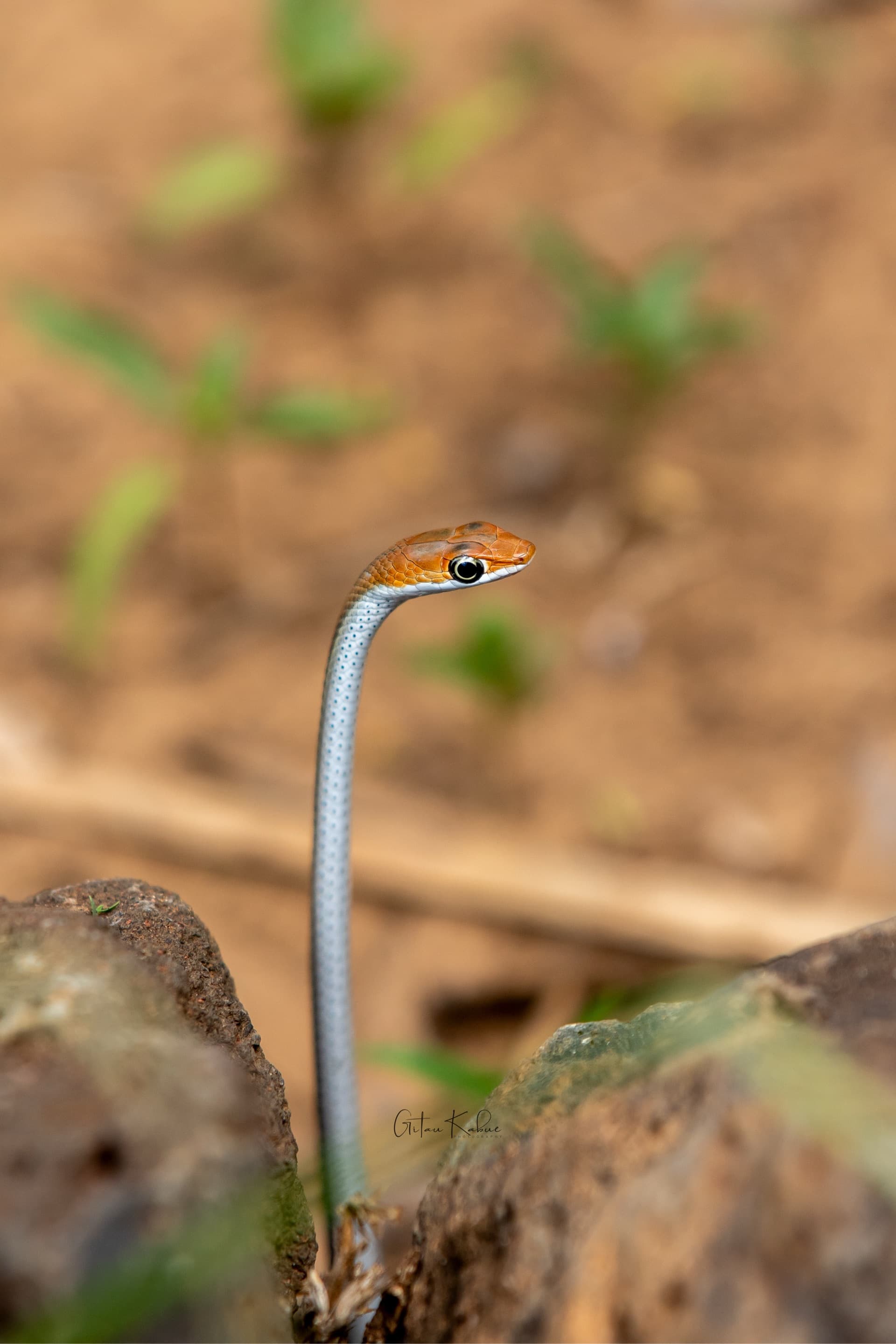 Speckled sand snake – by Gitau Kabue