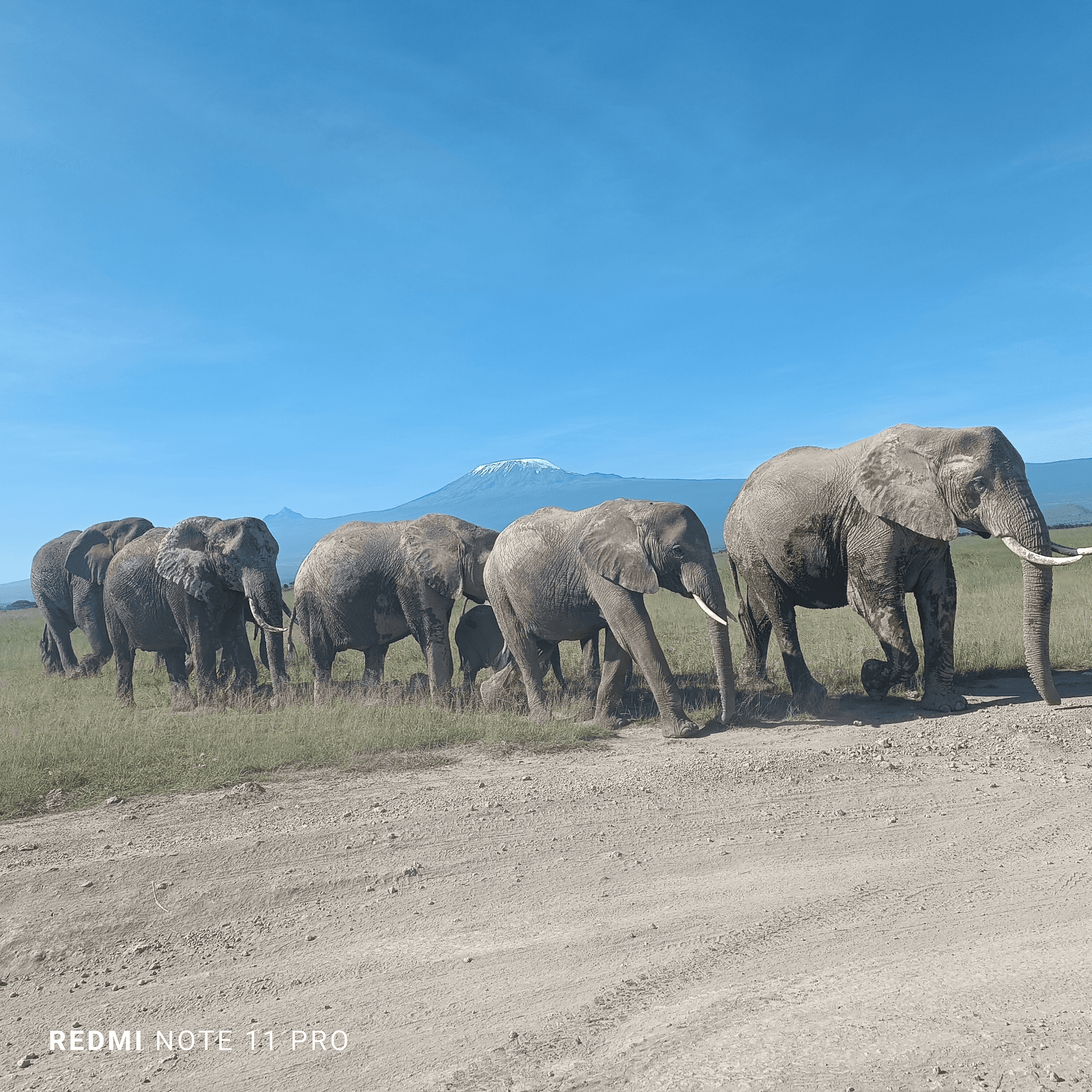 I am a highly professional safari guide based in Kenya, with full knowledge, skills, and experience to deliver unforgettable wildlife adventures. I am passionate about nature, safety, and client satisfaction, always ensuring every guest enjoys a unique and memorable safari. I am fully prepared and ready to guide tourists across Kenya with confidence, care, and true expertise. – by Anthony Mwai