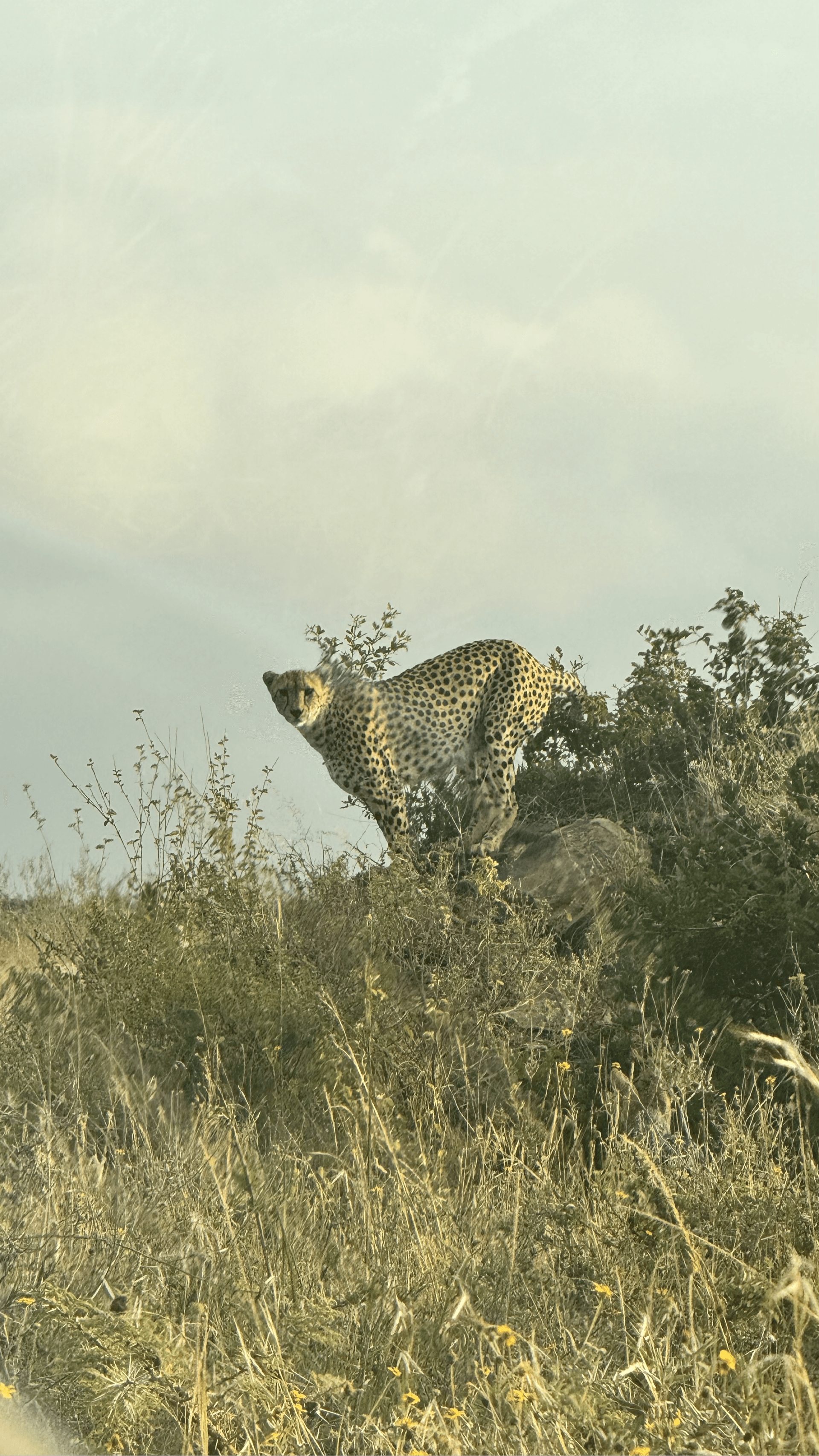 Francis Githua's story on Join Africa