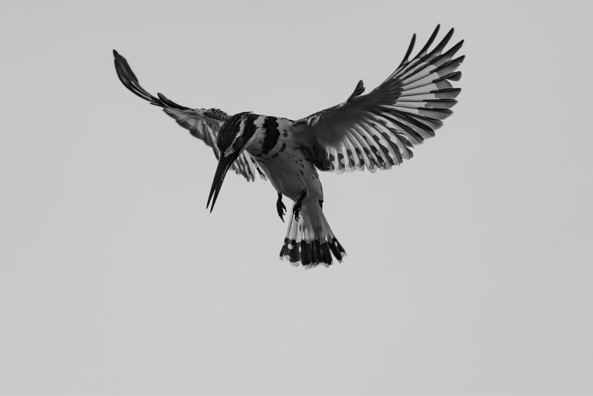 Pied kingfisher in a hunt.
Pied kingfishers normally hover over little bodies of water to hunt small things like fish and tadpoles – by Samuel Komu