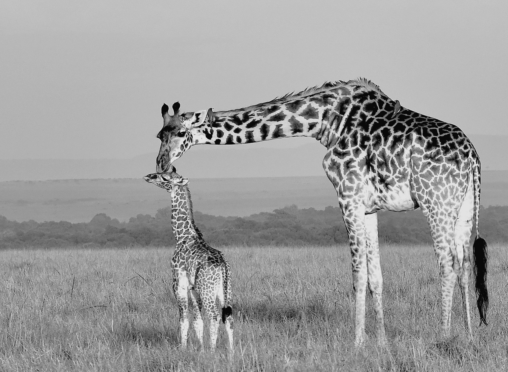Giraffe mum and her calf having some light moment. – by Martin Mburugu