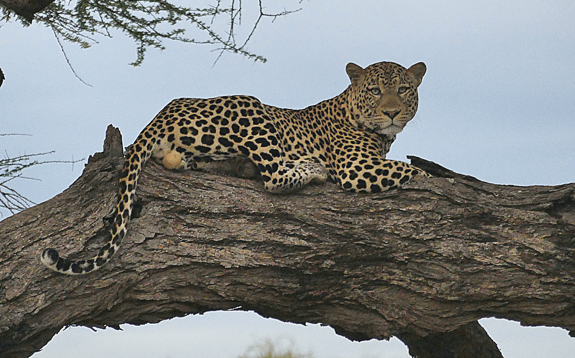 Male leopard posing for a photo. – by Martin Mburugu
