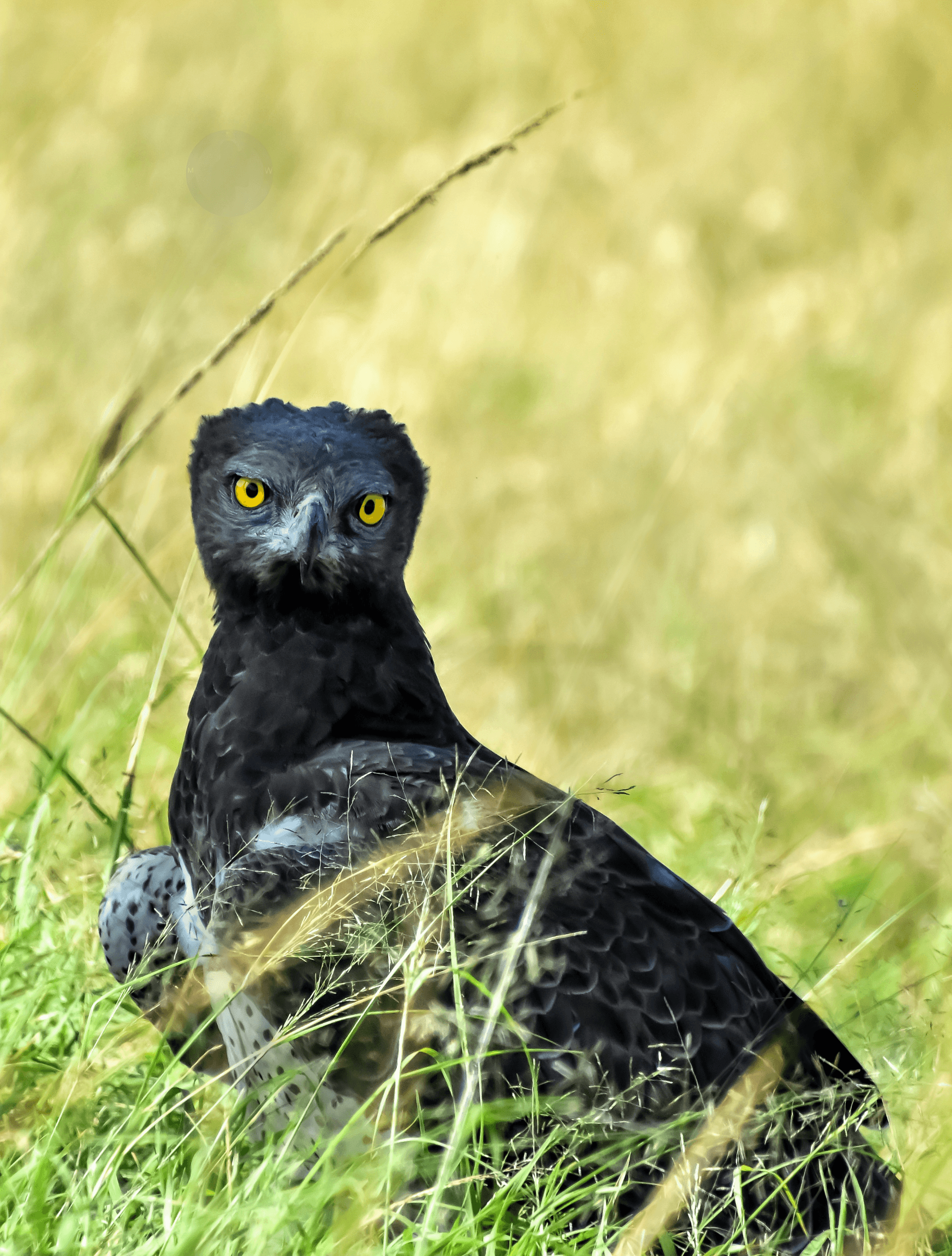 Martial Eagle – by Martin Wanjohi