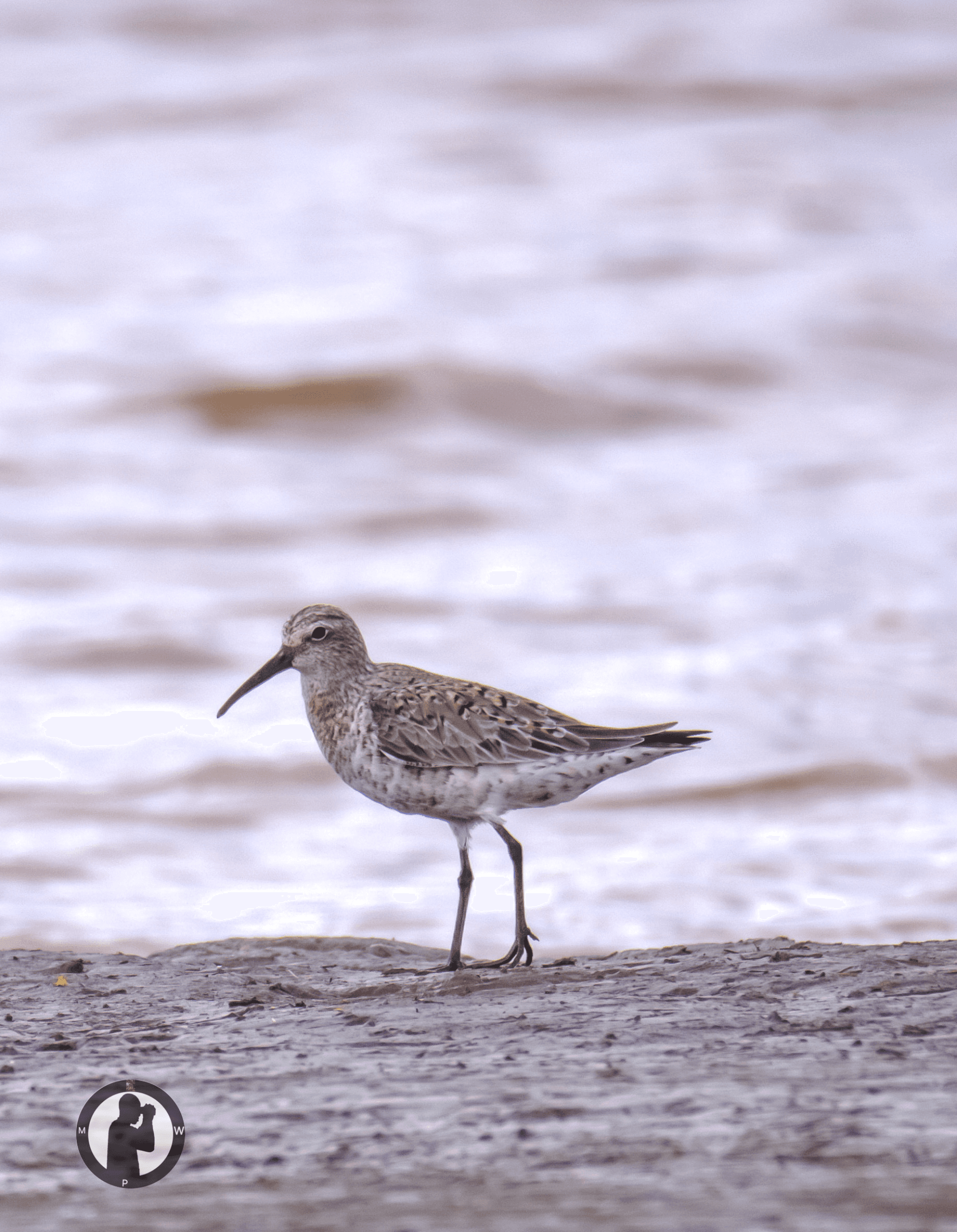 Curlew Sandpiper
Sabaki River Estuary,Malindi,Kenya. – by Martin Wanjohi