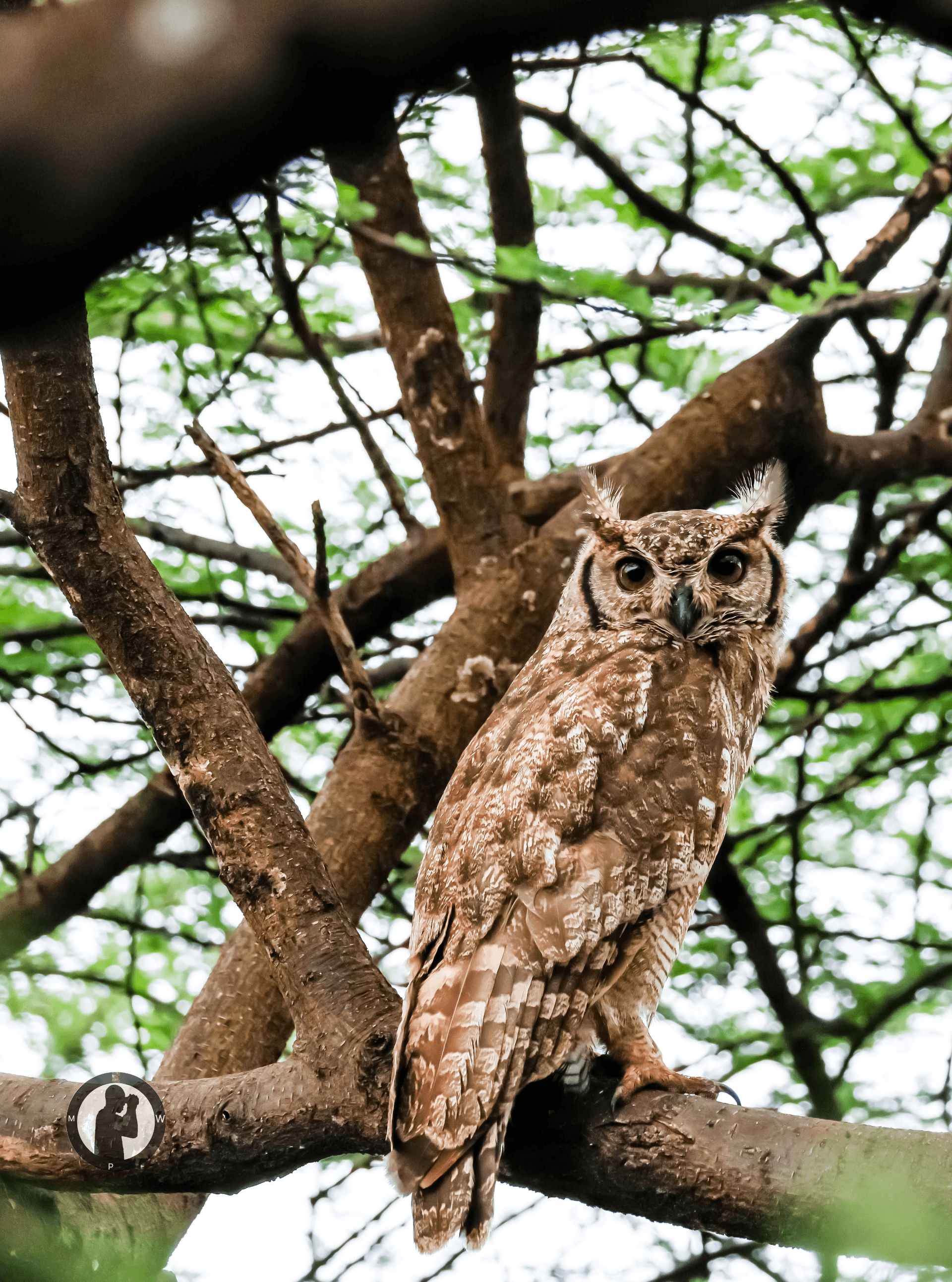 Greyish Eagle Owl
Baringo,Kenya. – by Martin Wanjohi