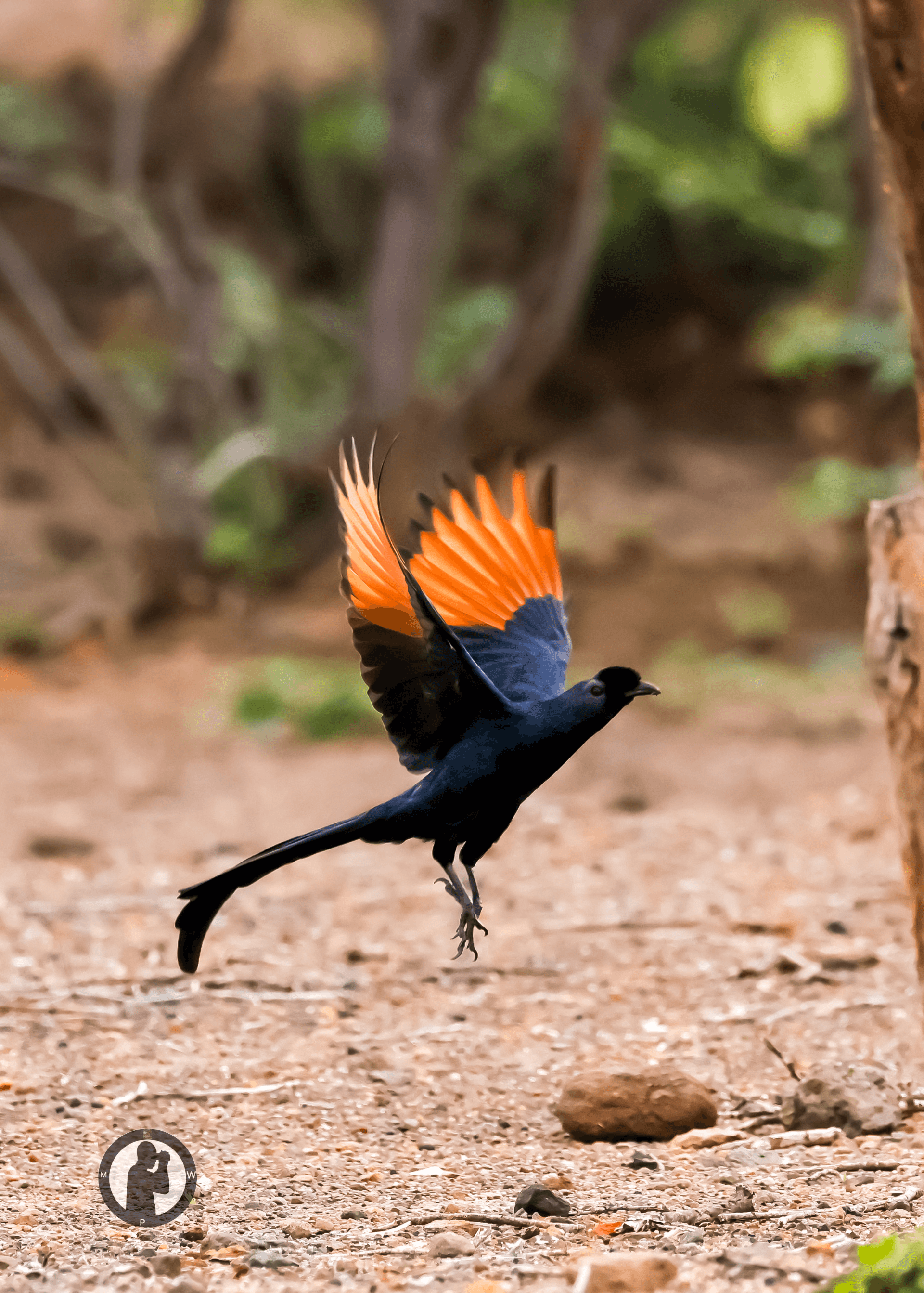 Take off.
Bristle-crowned Starling
Baringo,Kenya. – by Martin Wanjohi