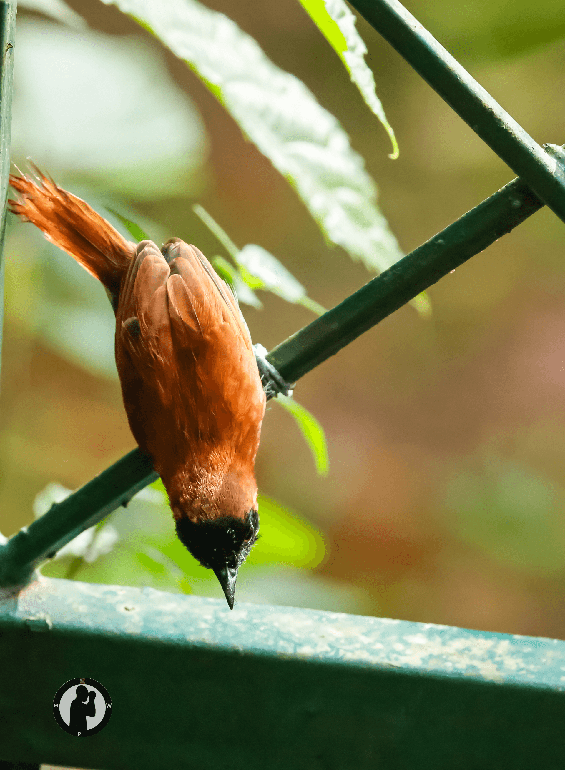 Black-faced Rufous Warbler
Kakamega Forest, Kenya. – by Martin Wanjohi