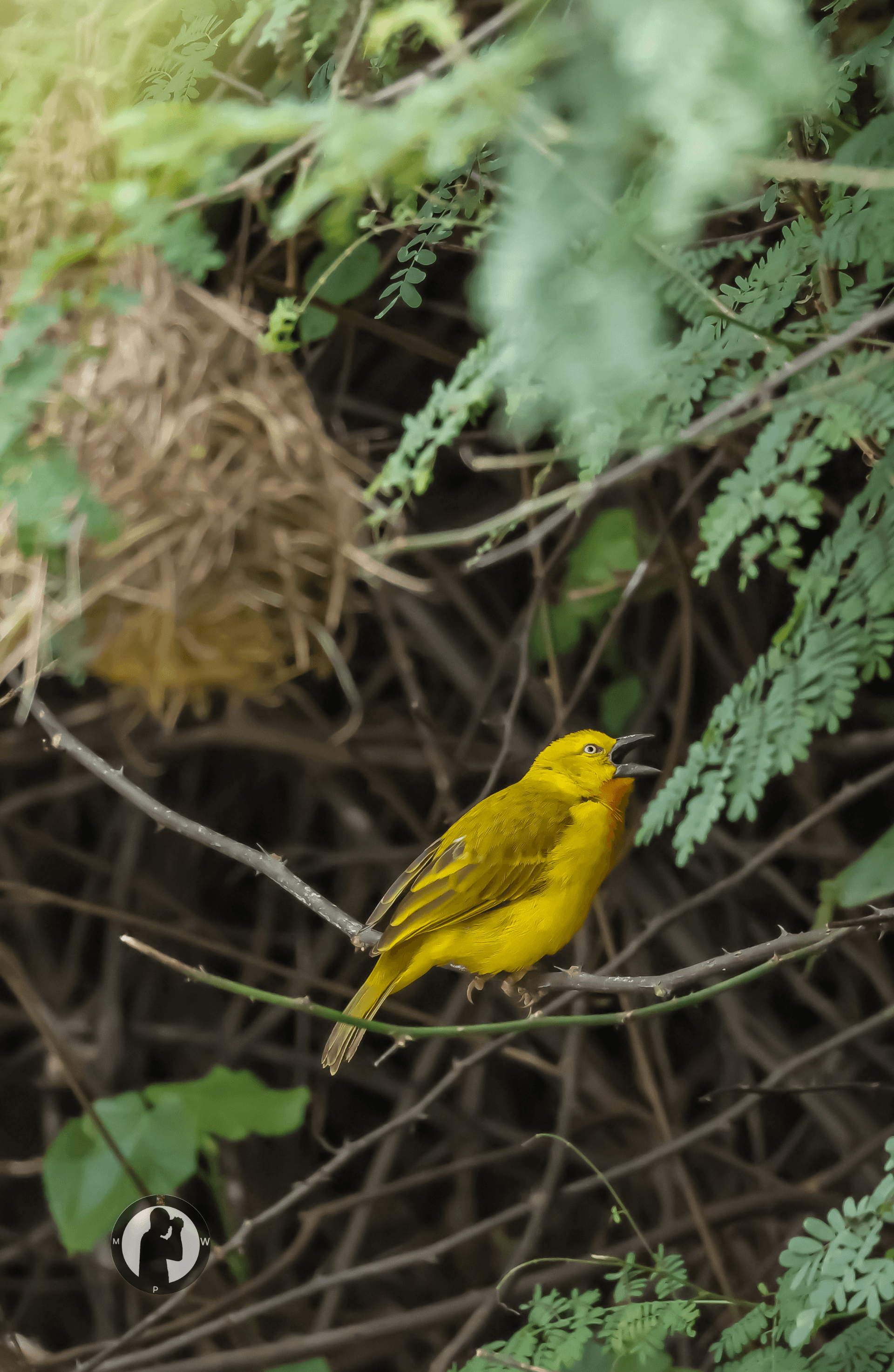 Holub's Golden Weaver
Old House,Nanyuki,Kenya. – by Martin Wanjohi