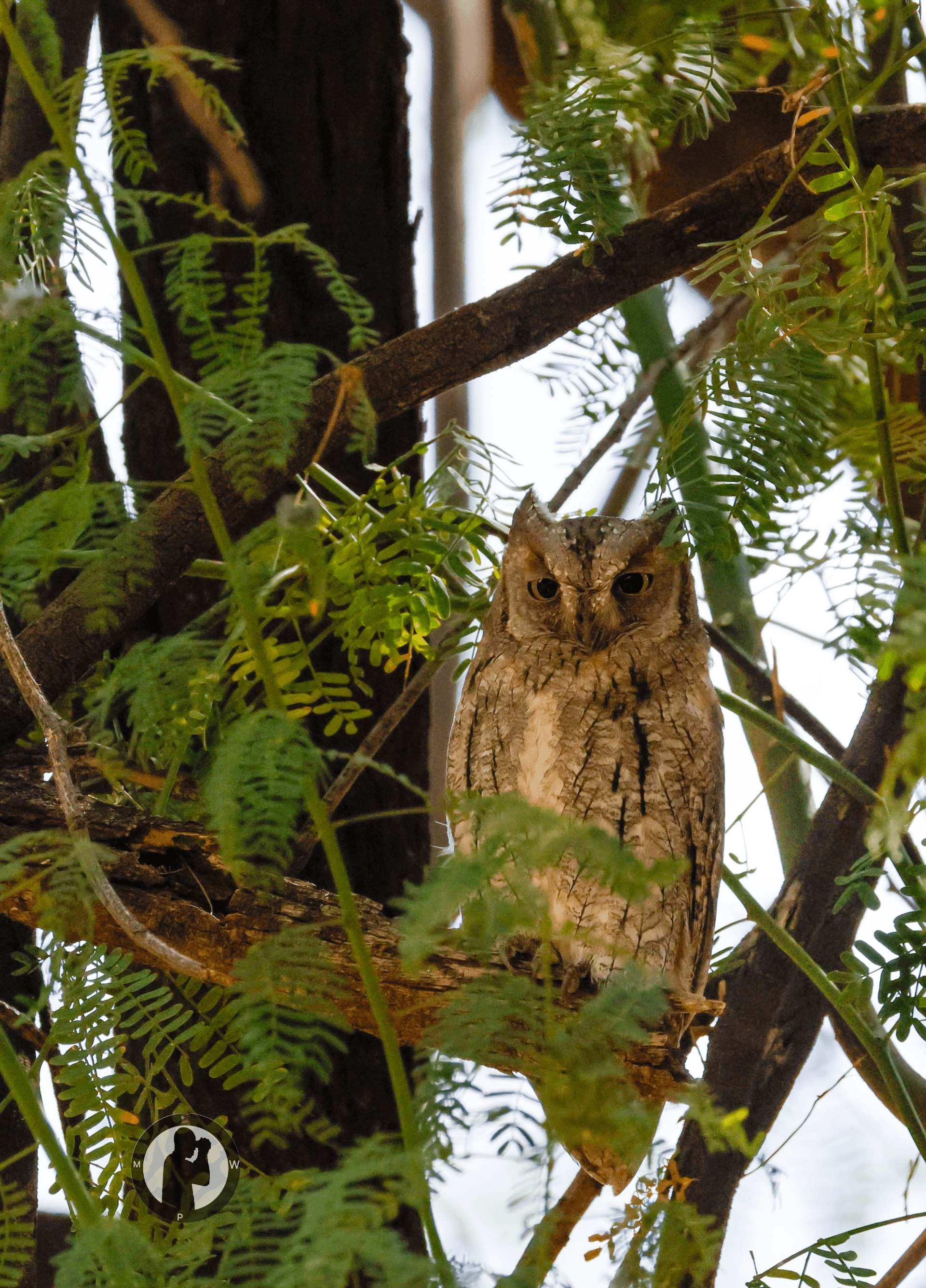 African Scops Owl
Soroi Larsen's Camp,Samburu,Kenya. – by Martin Wanjohi