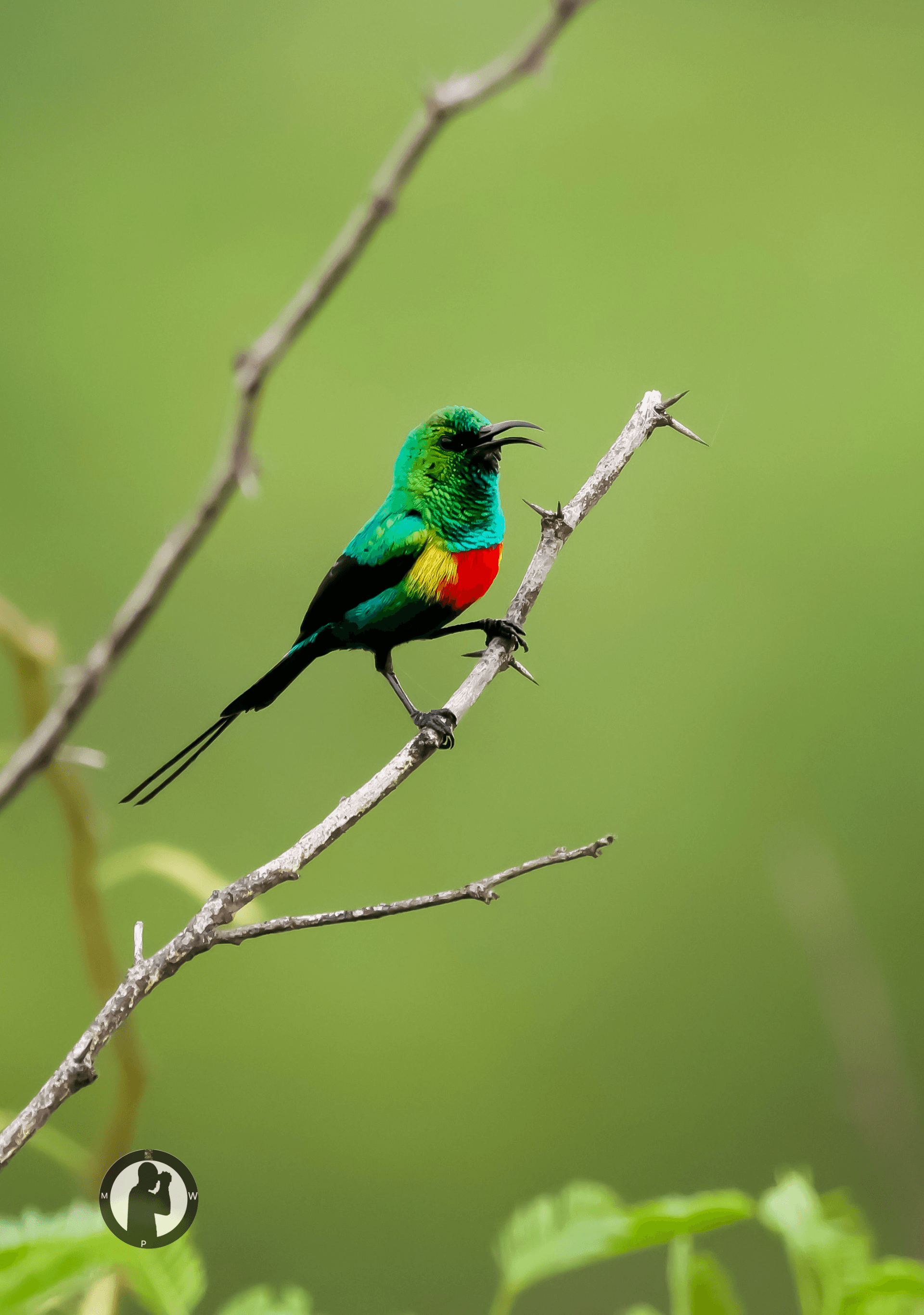 Beautiful Sunbird
Baringo,Kenya. – by Martin Wanjohi