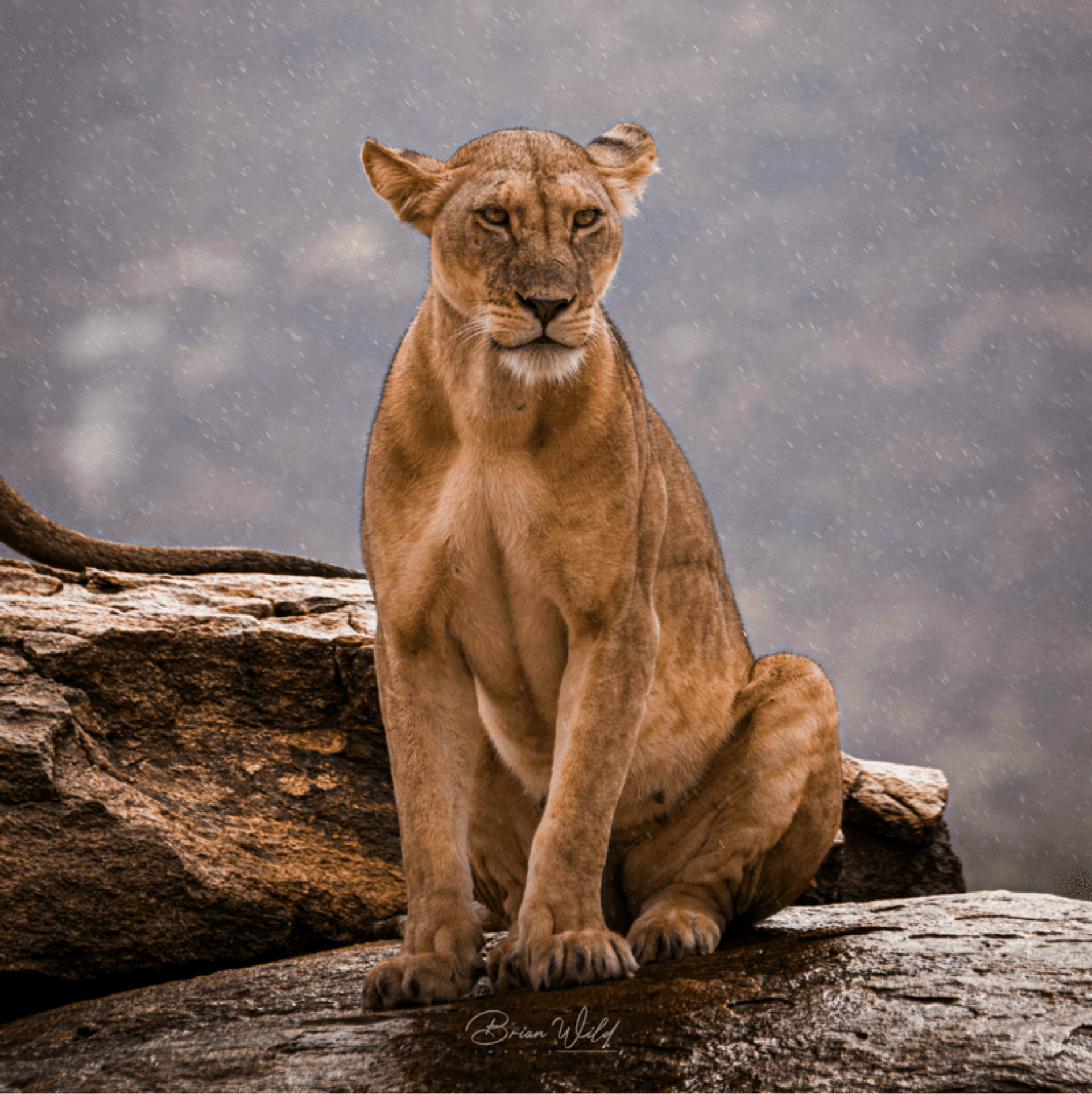 A moment of beauty in Samburu..a lioness, calm and still under the rain, sits high on the rocks, watching quietly over the landscape as the storm passes by. – by Brian Sayialel