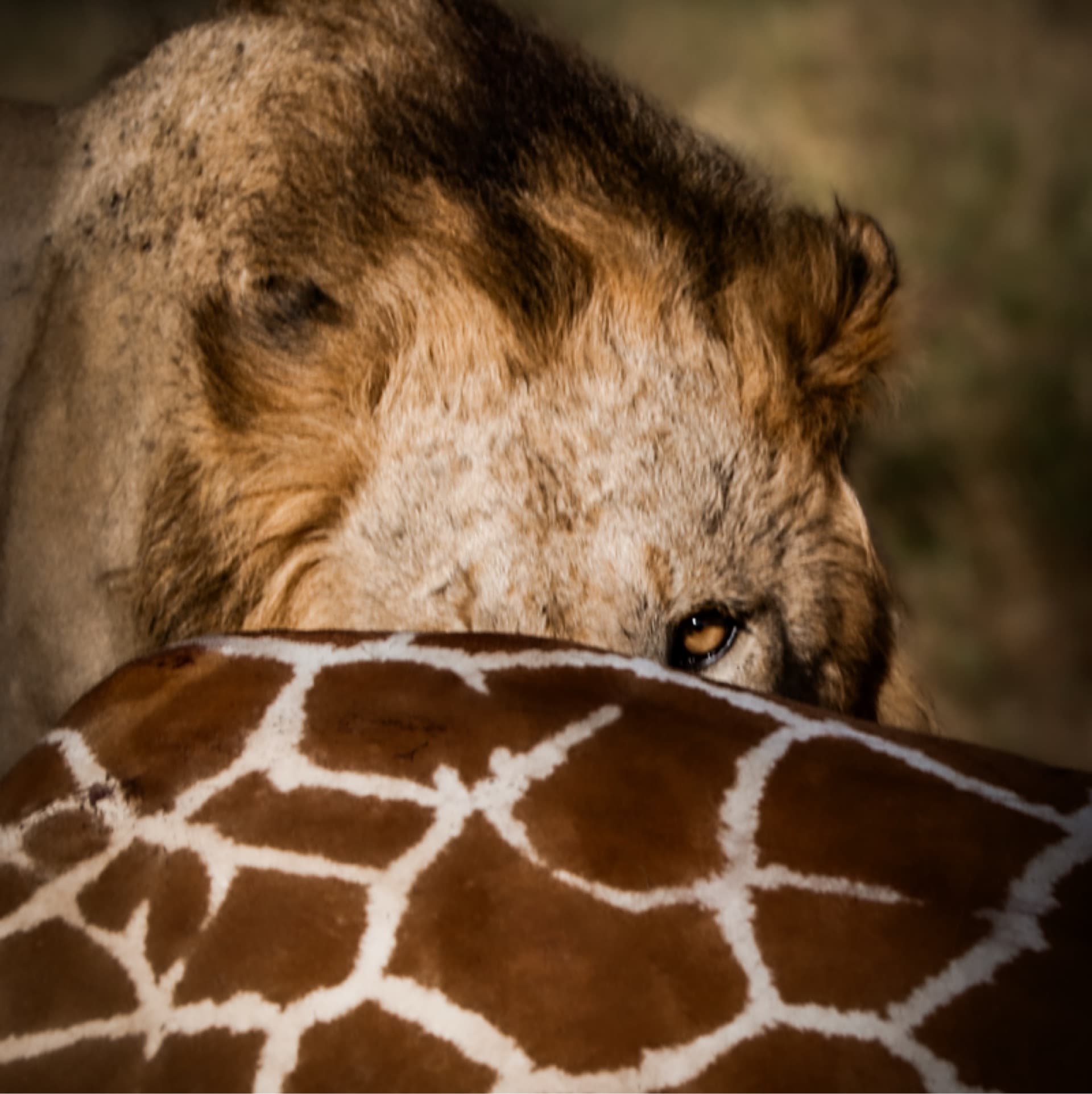 Not a one-eyed king, just a master of angles. Hidden in the giraffe’s patterns, he reveals only what he chooses.
#SamburuWildlife #IntoTheWild #Sunworldsafaris #Safariexperience #Safarikenya – by Brian Sayialel