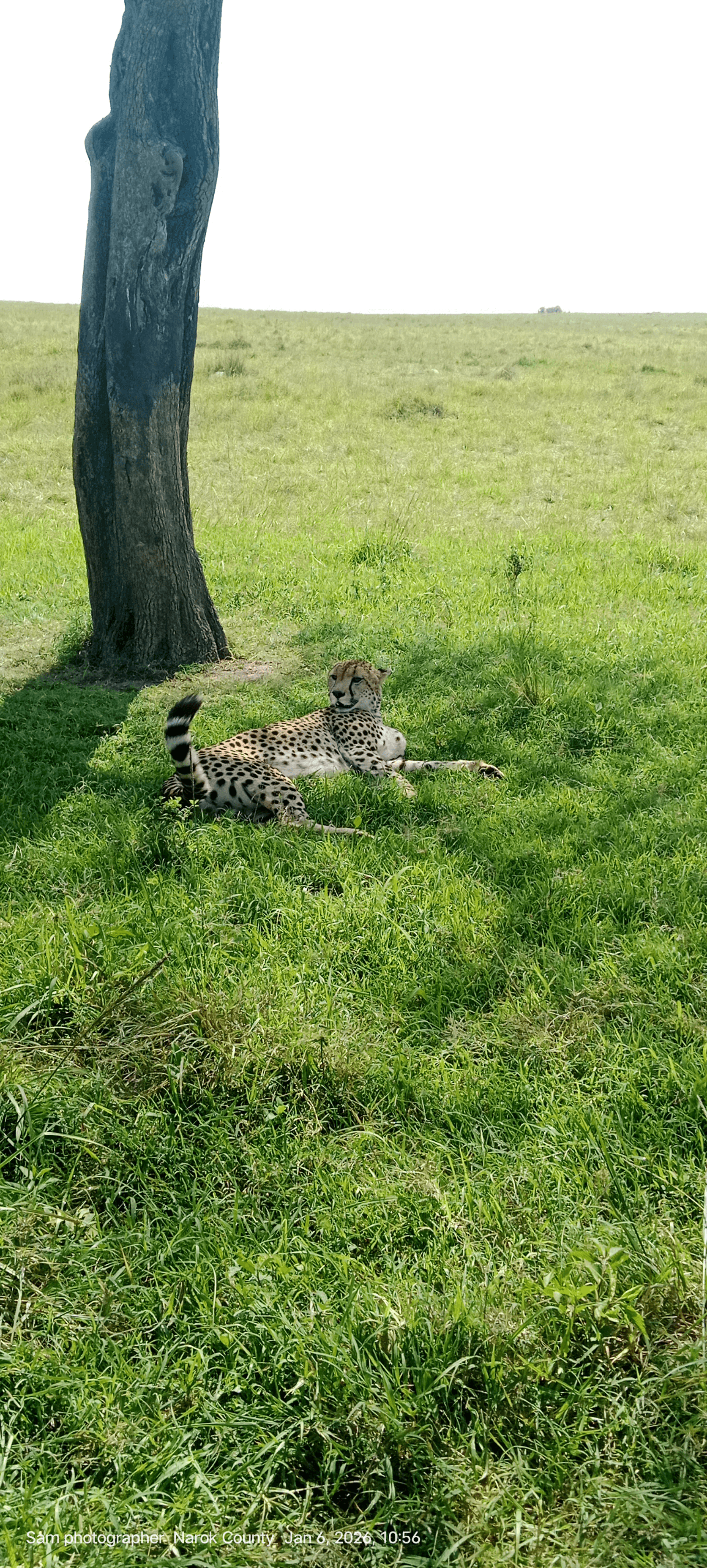 One of the best male lion king – by Samuel Macharia